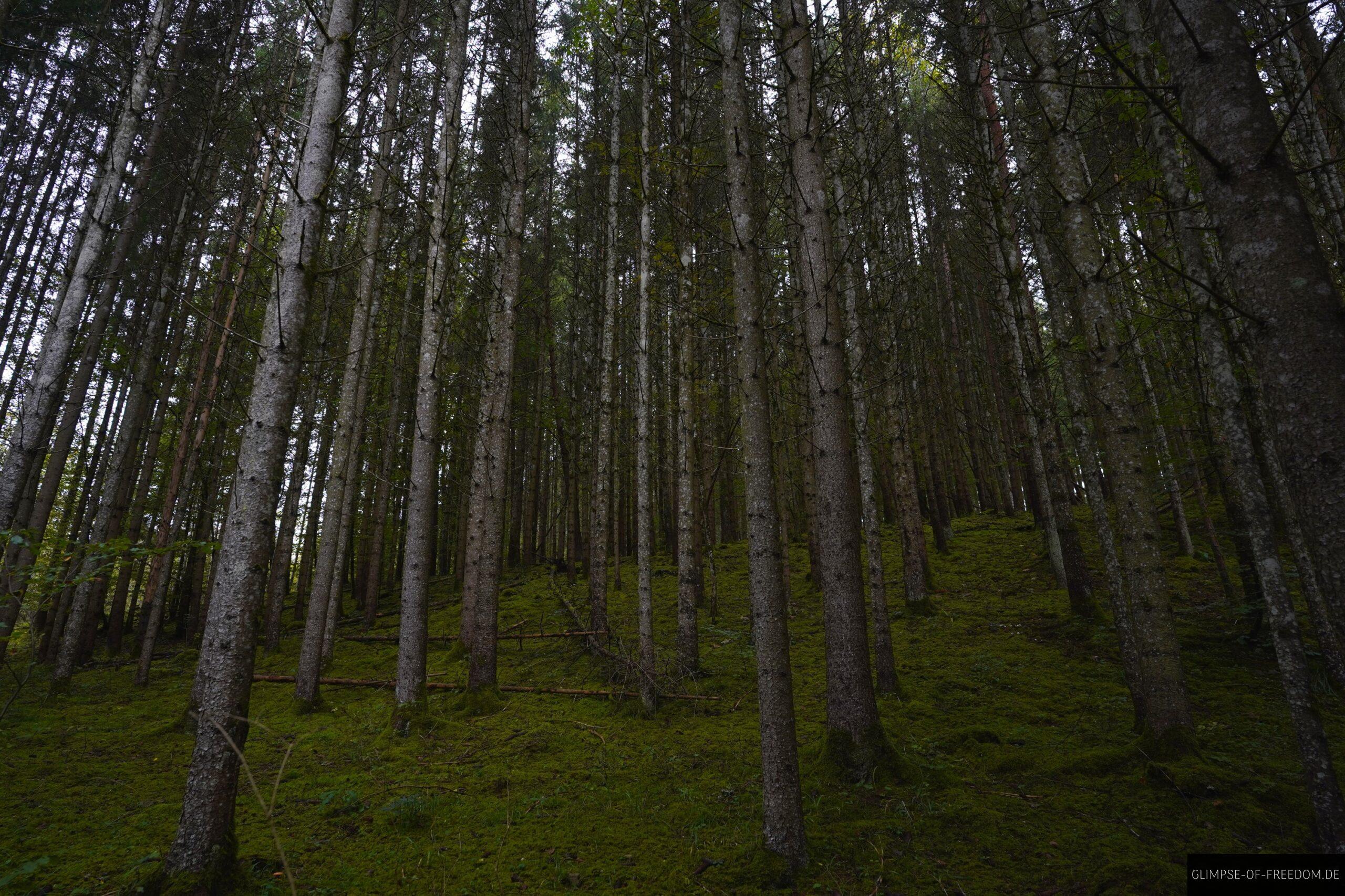 Schoener Nadelwald im Donau Felsengarten scaled Schöner Nadelwald im Donau Felsengarten