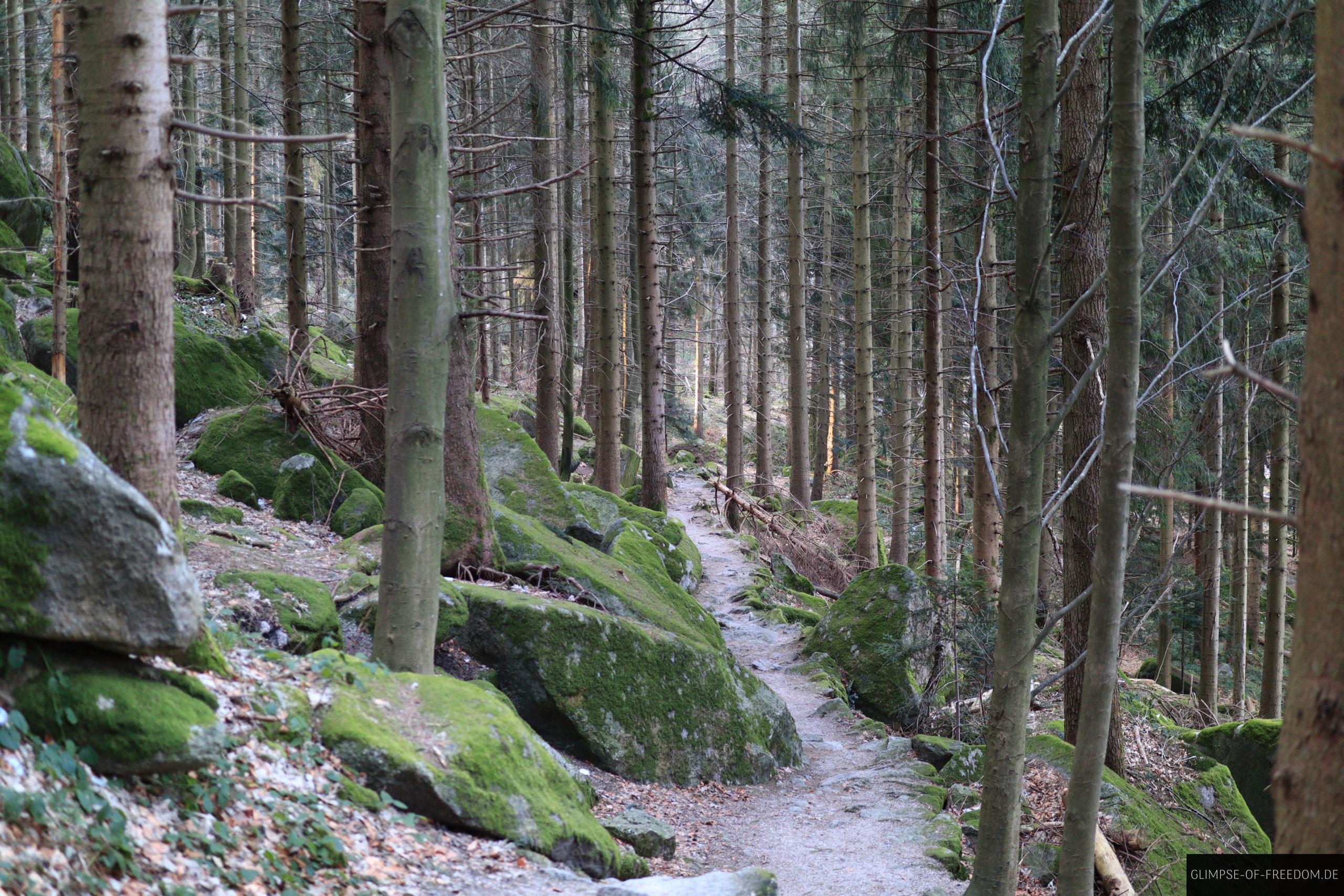 Schoener Waldweg an den Gertelbacher Wasserfaellen scaled Schöner Waldweg an den Gertelbacher Wasserfällen
