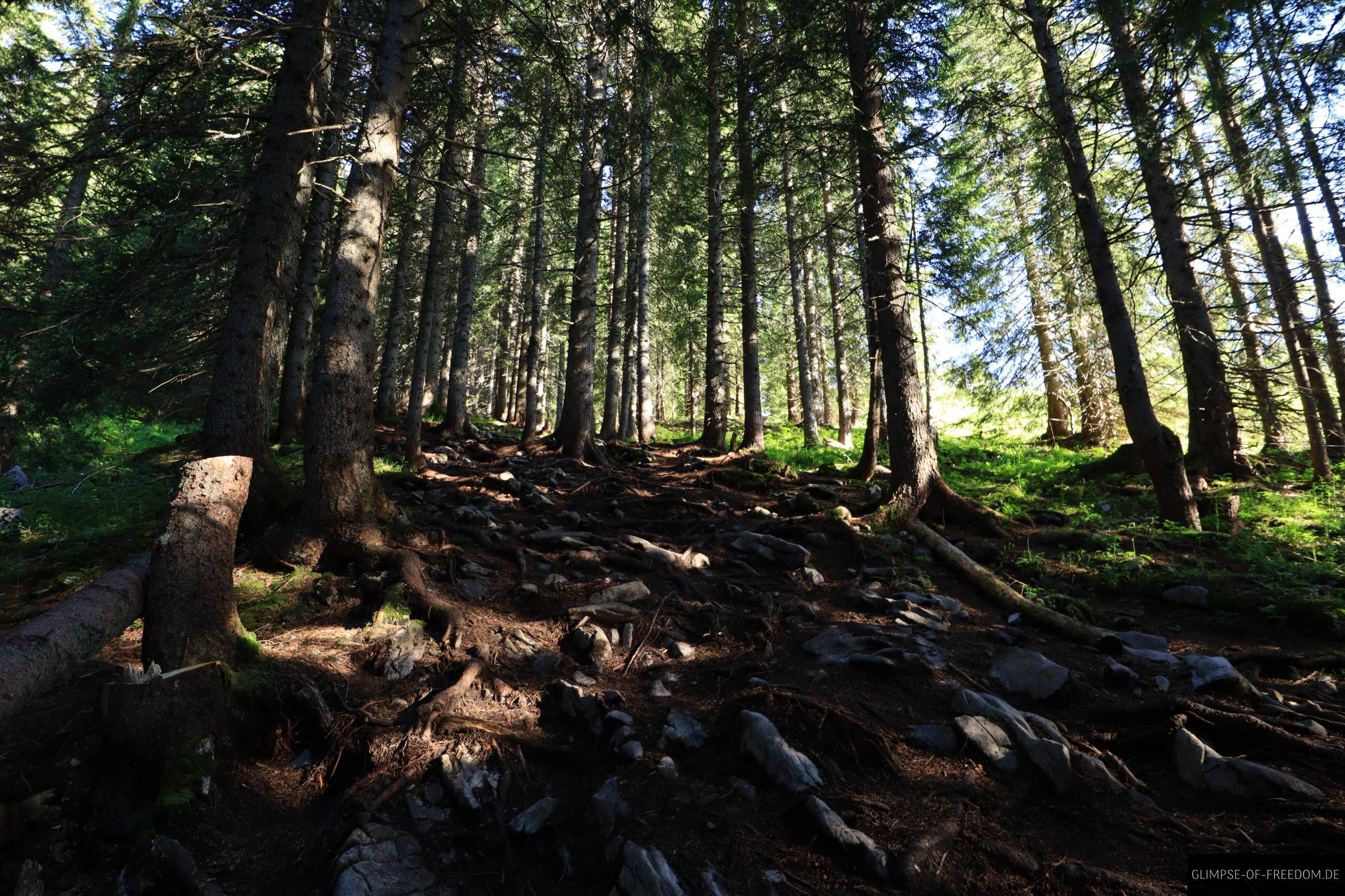 Schoener Waldweg auf dem Hoher Ifen Wanderweg scaled Schöner Waldweg auf dem Hoher Ifen Wanderweg