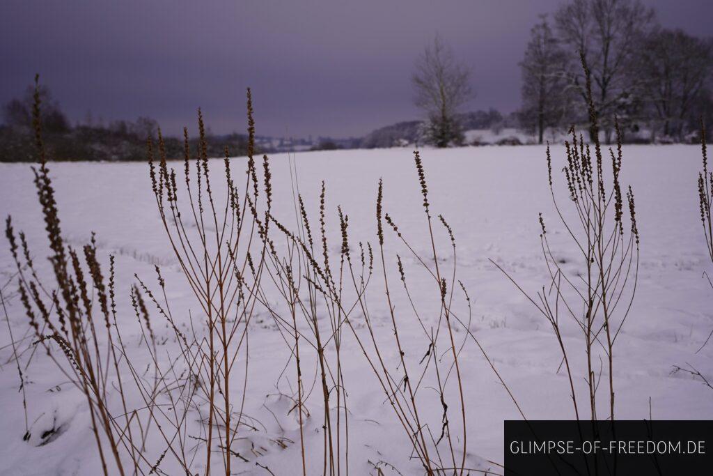 Schopflocher Moor im Winter