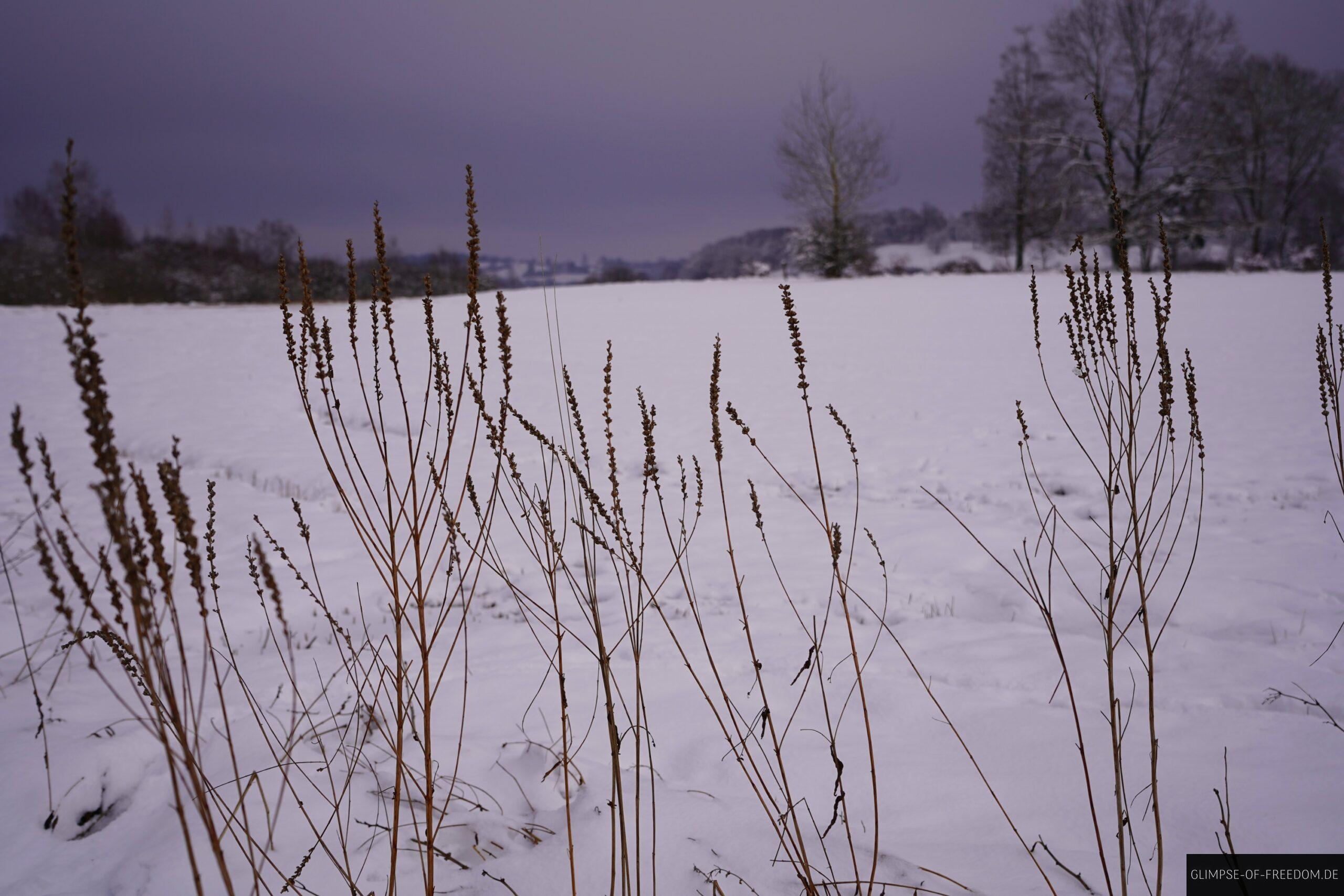 Schopflocher Moor im Winter scaled Schopflocher Moor im Winter