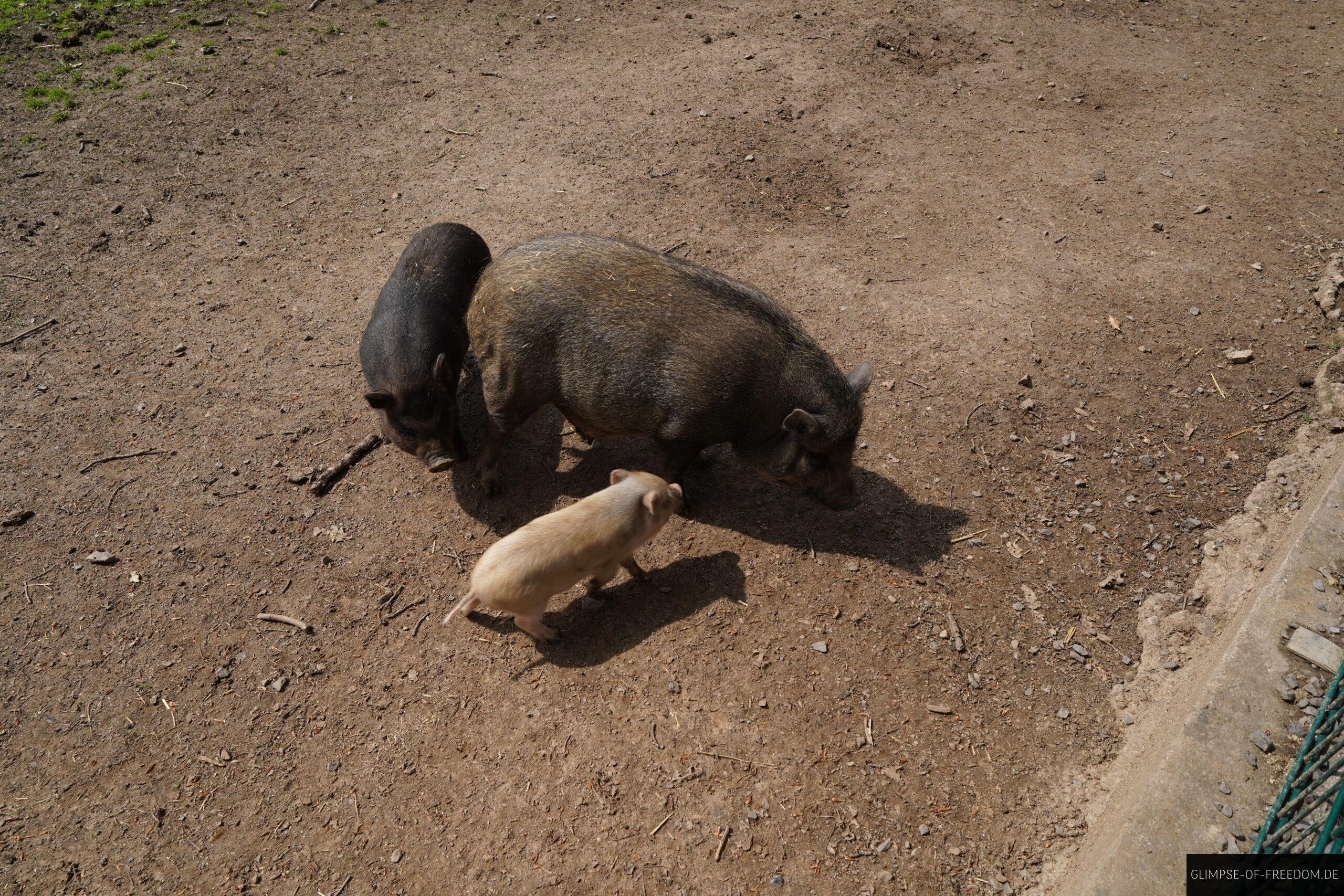 Schweine scaled Schweine