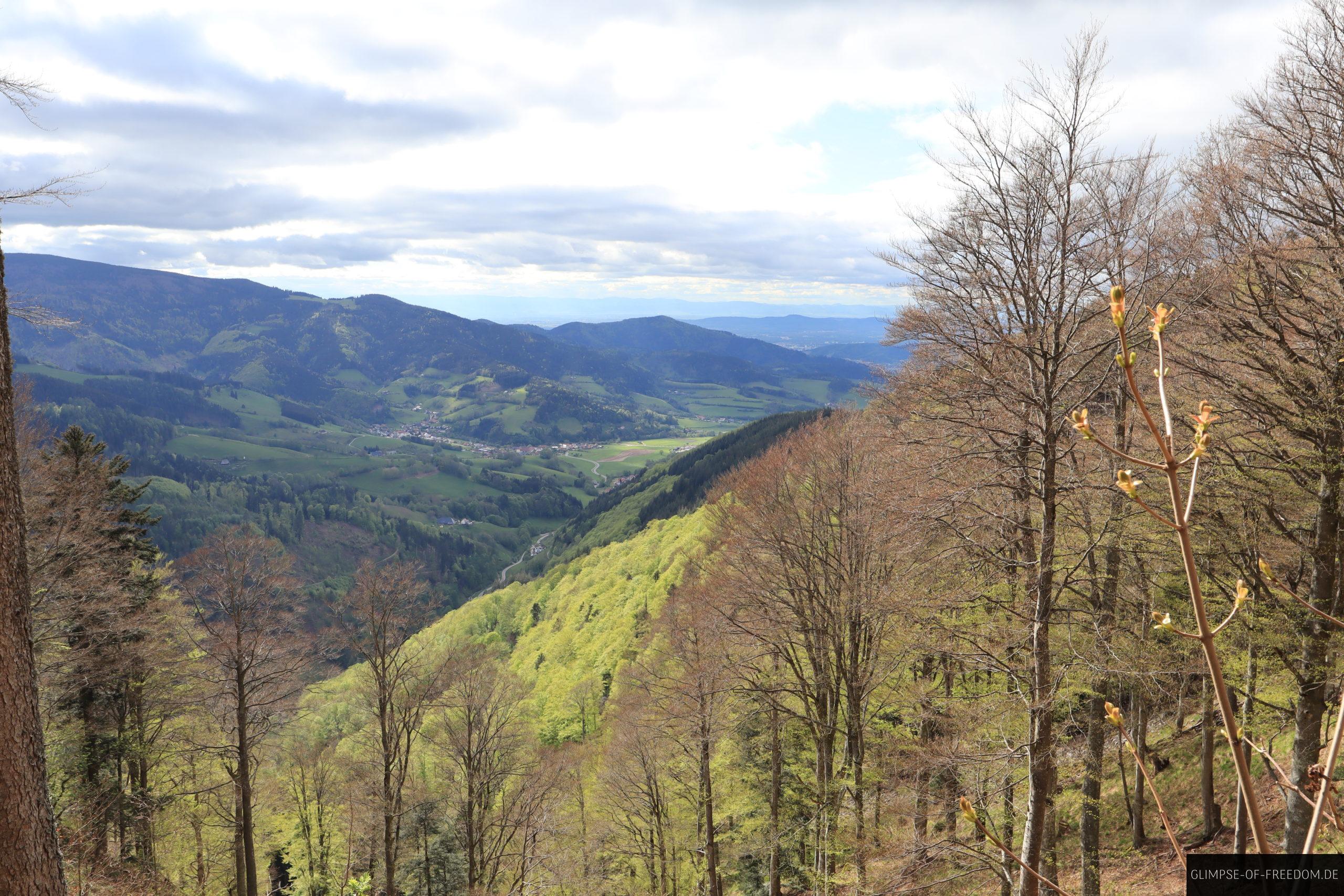 Sicht ueber den Wald scaled Sicht ueber den Wald