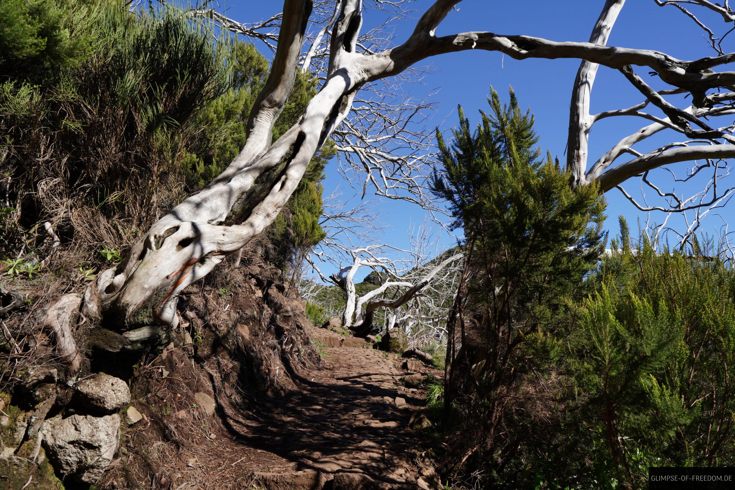 Silberne Baeume am Pico Ruivo scaled Silberne Bäume am Pico Ruivo