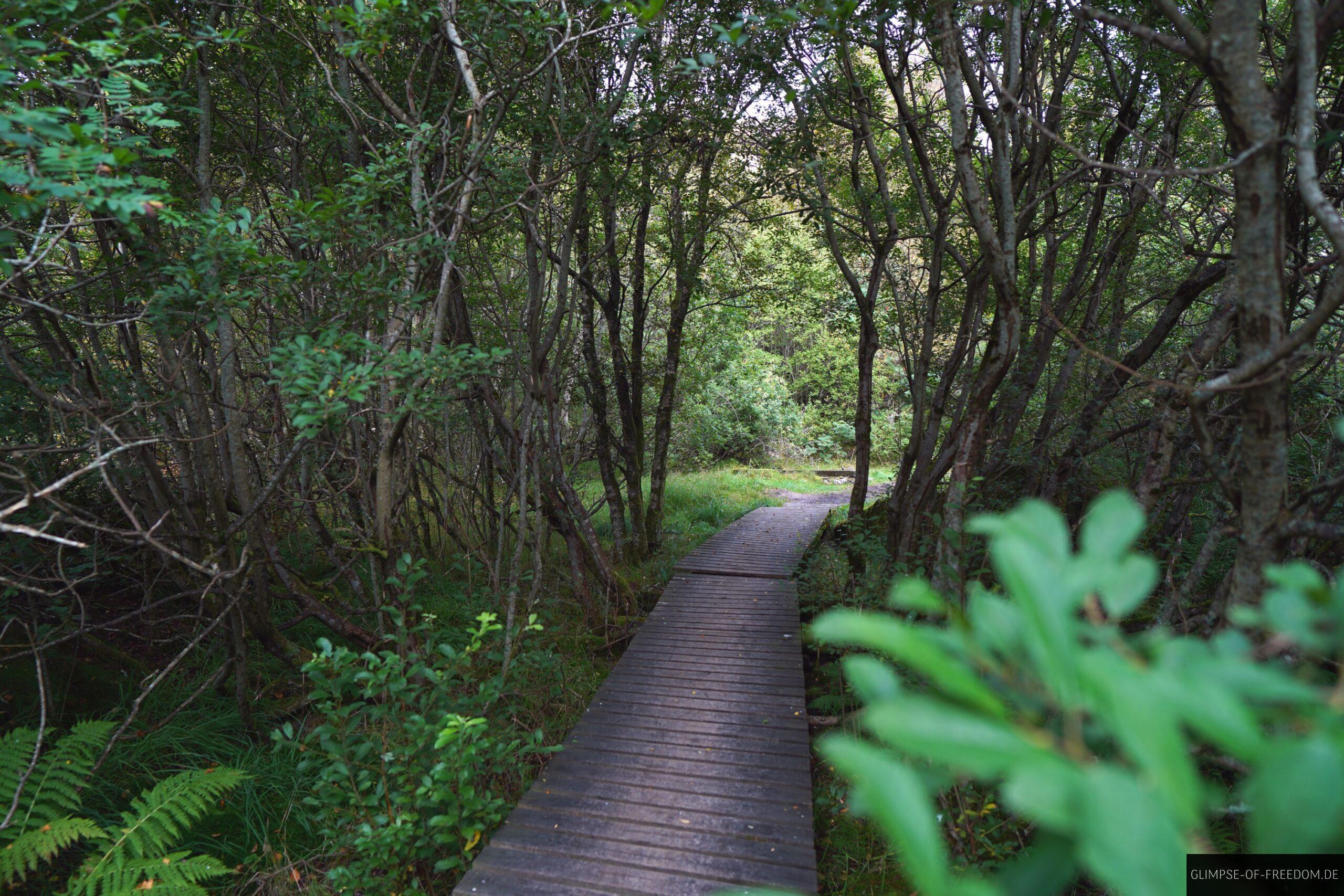 Sirevag Rundwanderung ueber einen Holzweg scaled Sirevåg Rundwanderung über einen Holzweg