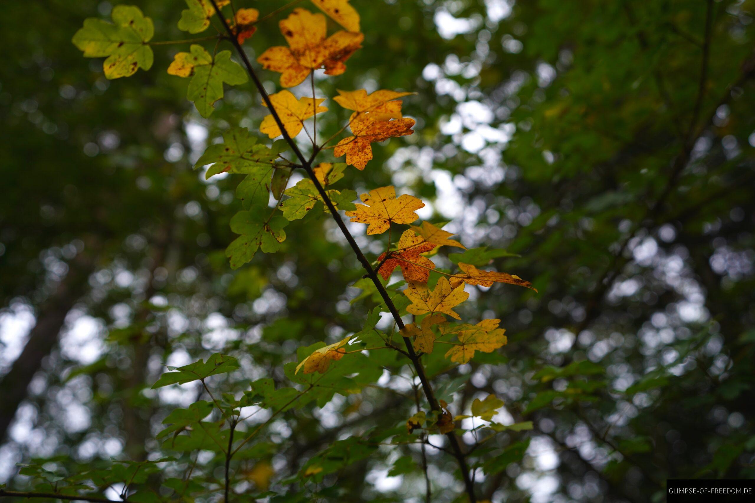 Sommer und Herbst treffen aufeinander scaled Sommer und Herbst treffen aufeinander