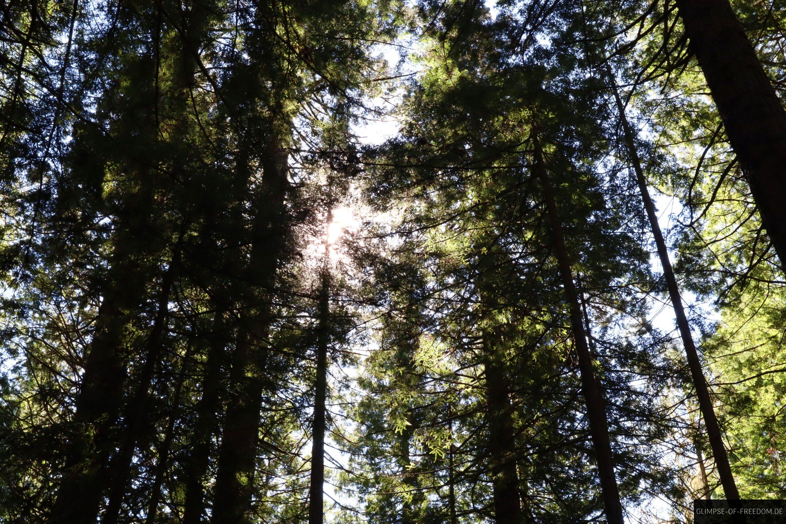 Sonne strahlt durch die Baeume scaled Sonne strahlt durch die Bäume