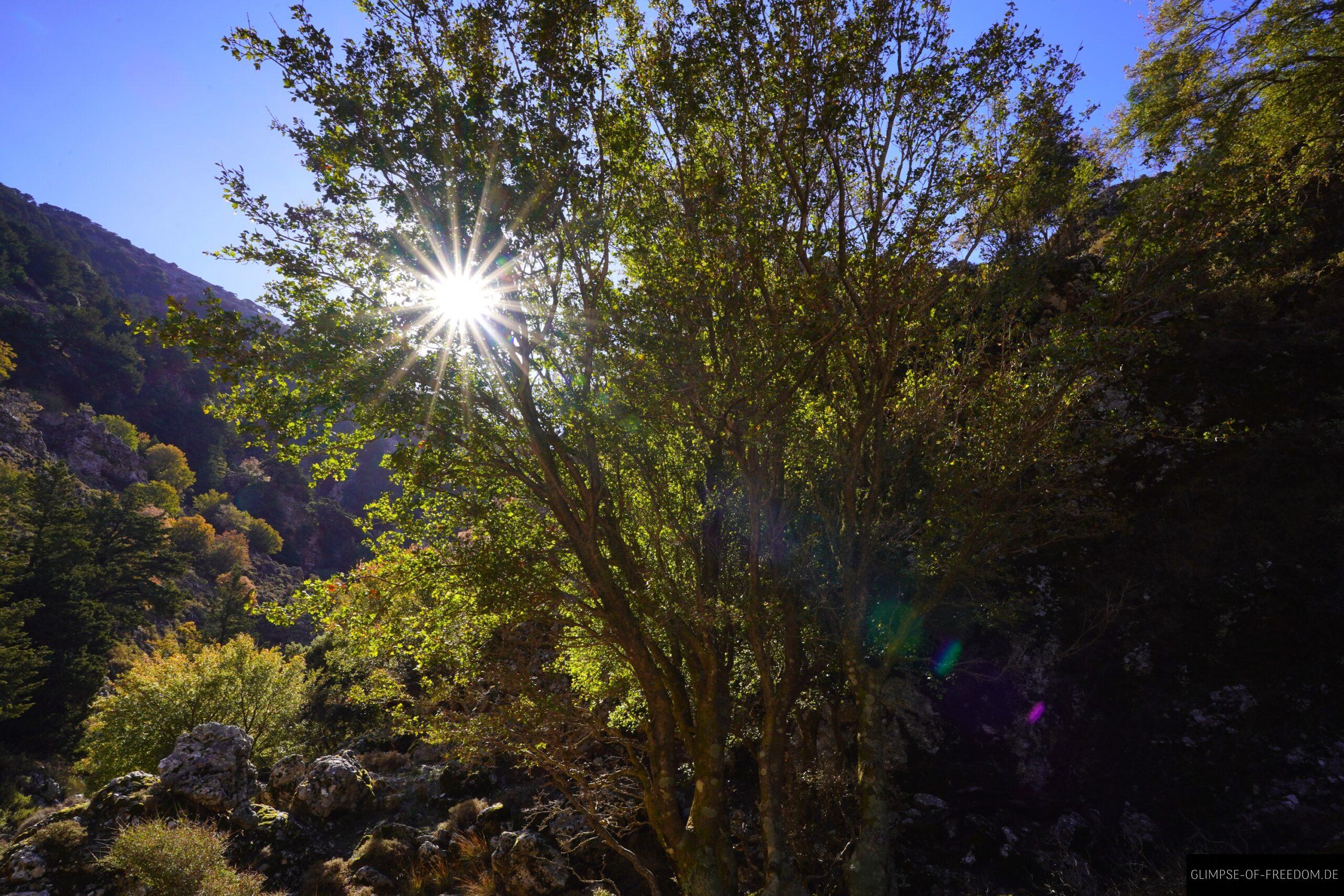 Sonnenstern im Gruen der Schlucht scaled Sonnenstern im Grün der Schlucht