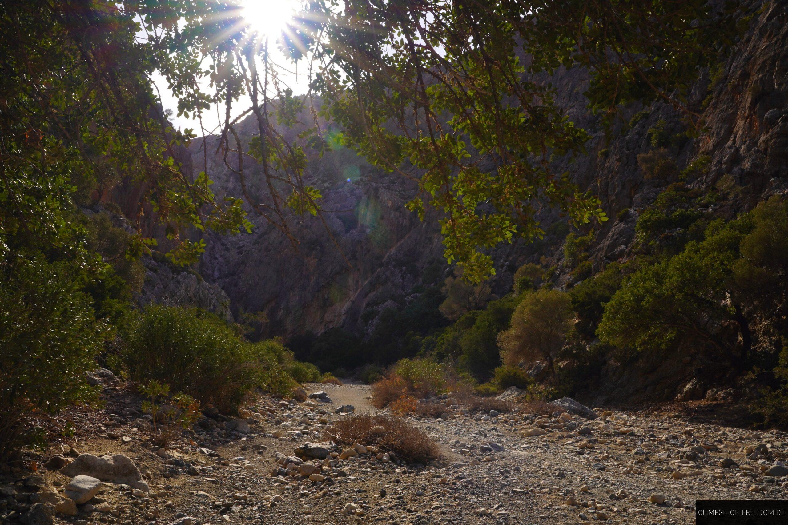 Sonnenstern in der Agiofarago Schlucht scaled Sonnenstern in der Agiofarago Schlucht