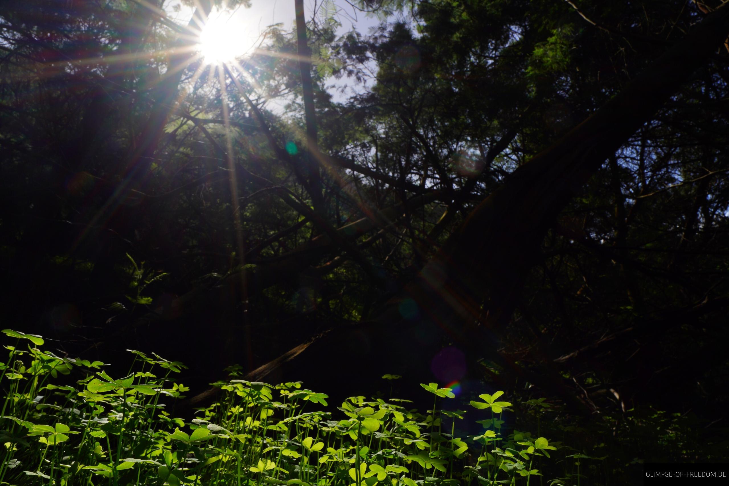 Sonnenstrahlen und Klee im Wald von Madeira Sonnenstrahlen und Klee im Wald von Madeira