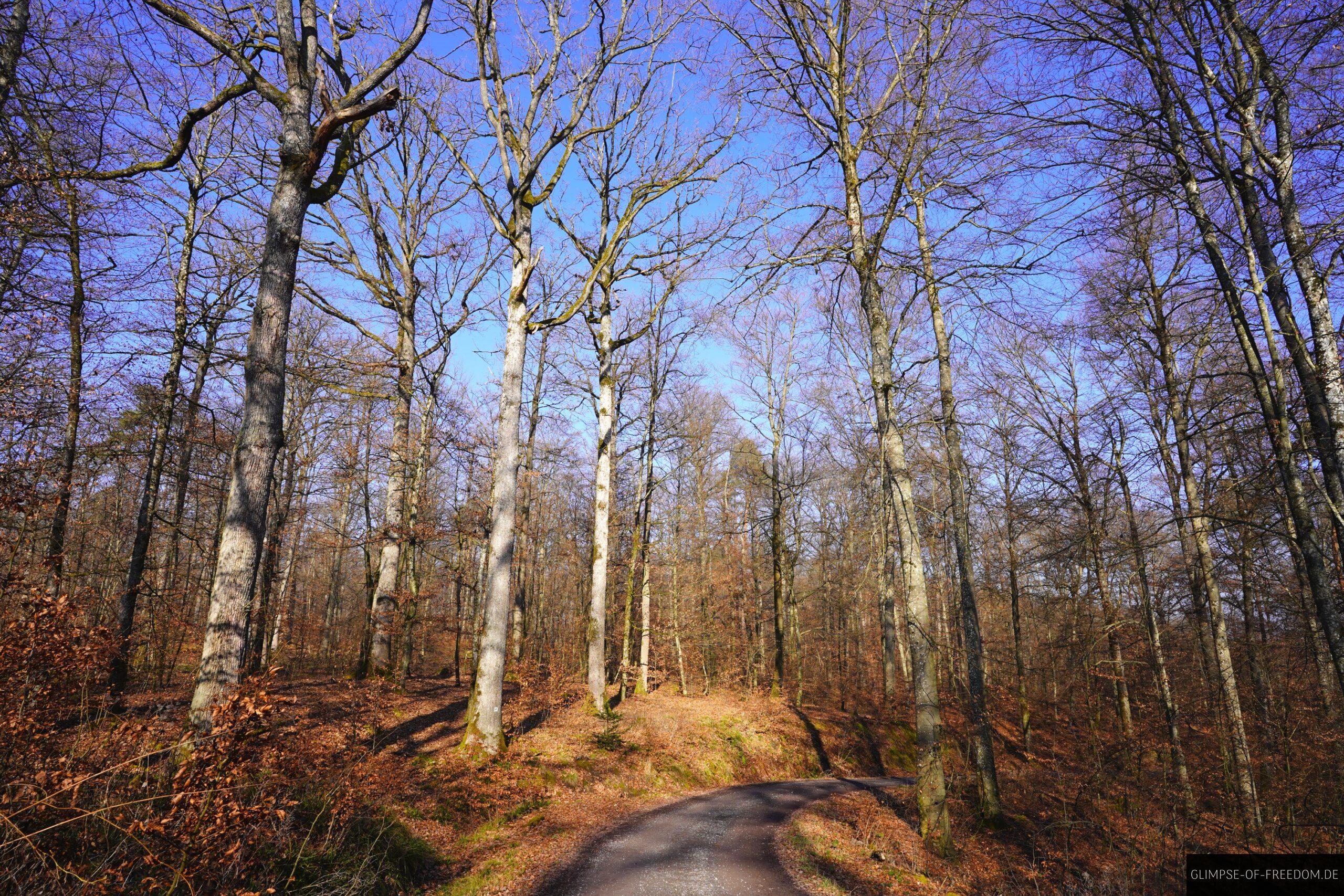 Sonniger Waldweg im Winter scaled Sonniger Waldweg im Winter