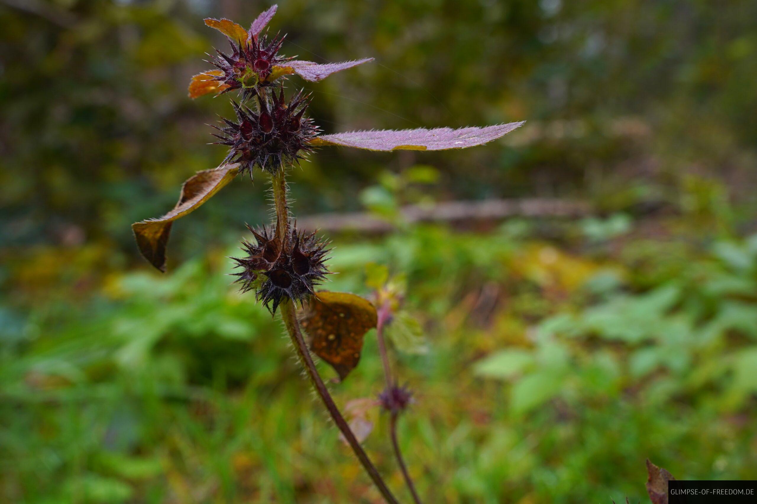 Stachlige Pflanze an der Donau scaled Stachlige Pflanze an der Donau