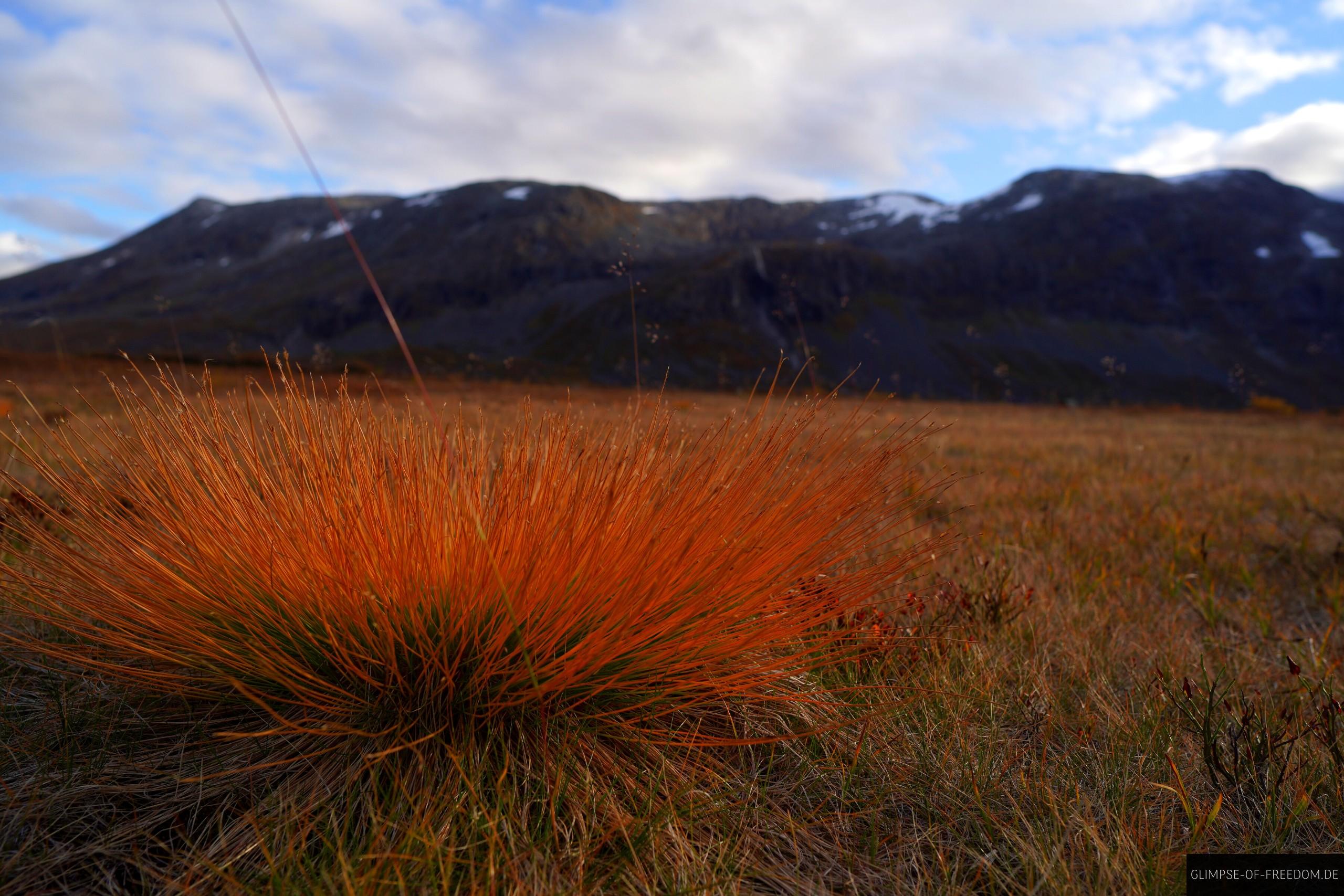 Stachlige Pflanze nahe des Stachlige Pflanze nahe des
