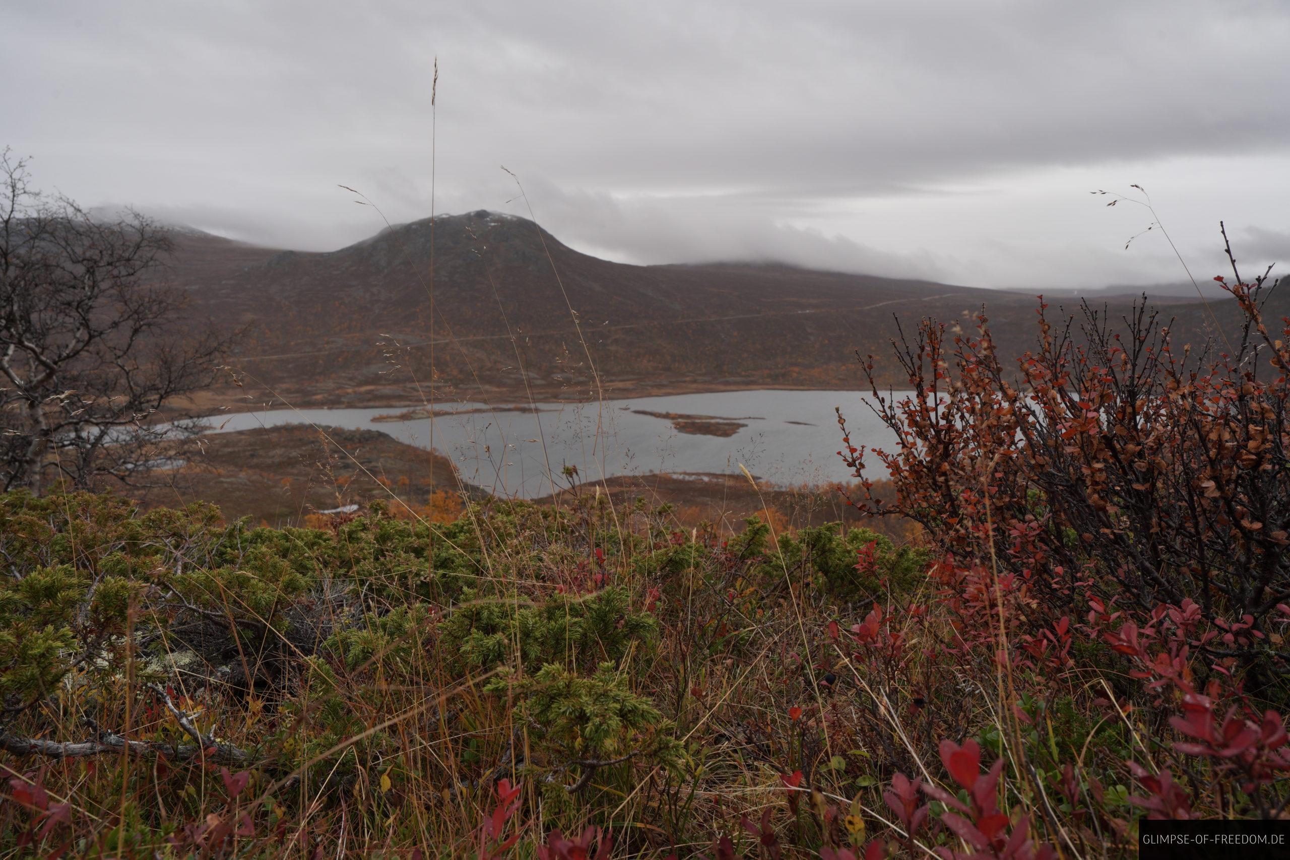 Staeucher Glaeser Baeume Leirungen scaled Sträucher Glaeser Bäume Leirungen
