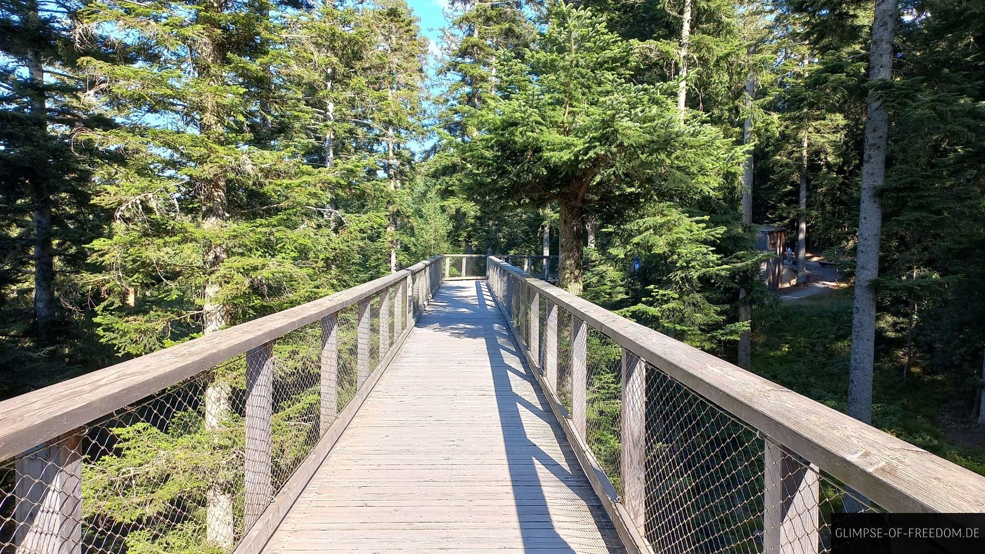 Stegweg durch den Schwarzwald Stegweg durch den Schwarzwald