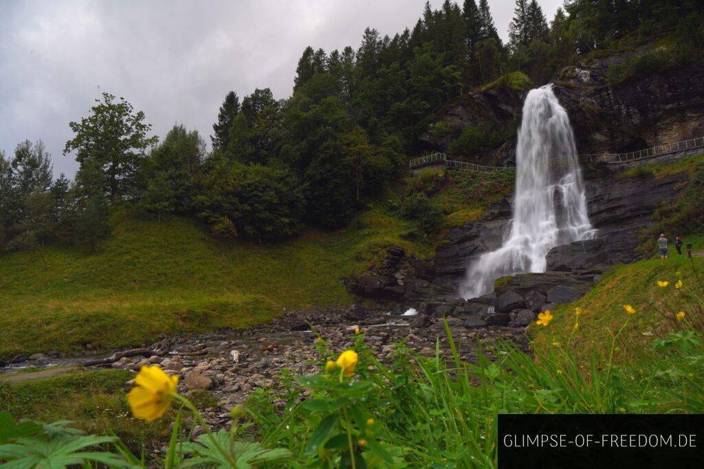 Steinsdalsfossen mit Blumen im Vordergrund