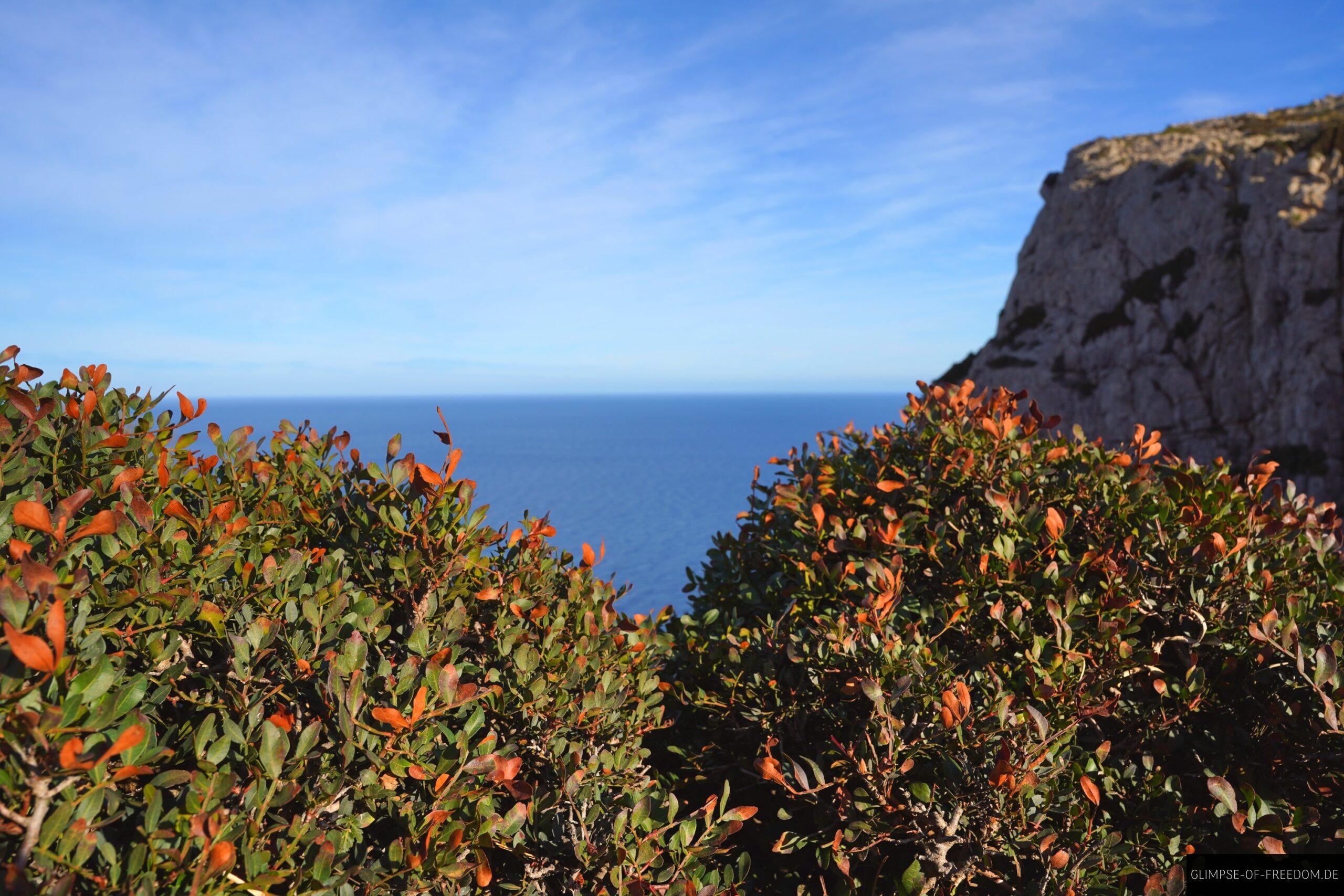 Straeucher am Meer scaled Sträucher am Meer