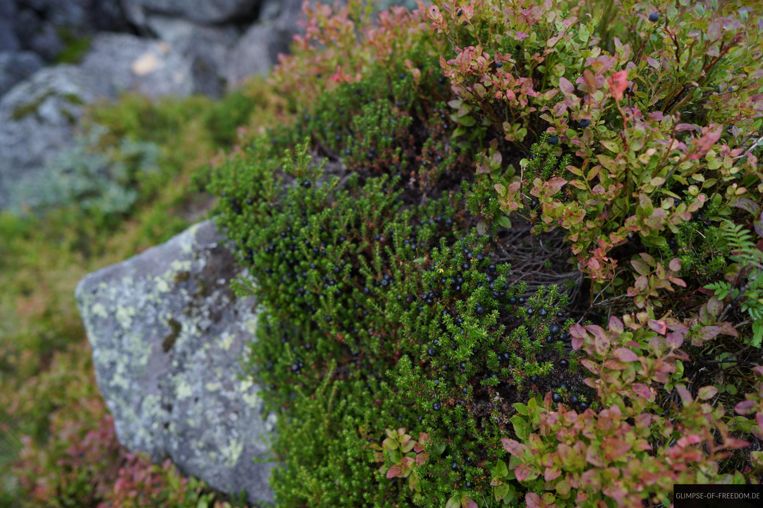 Straeucher und Beeren am Reinanuten scaled Sträucher und Beeren am Reinanuten