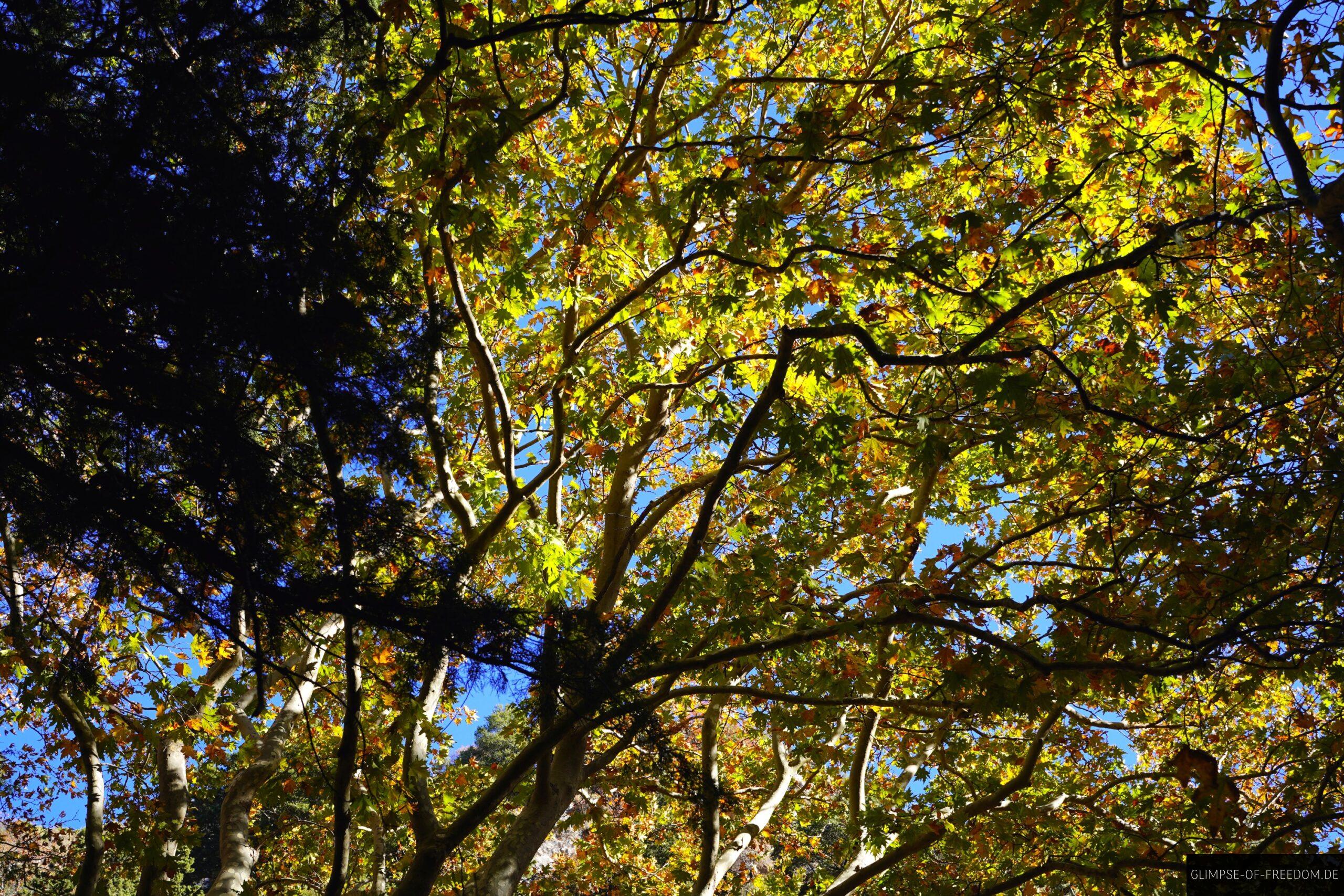 Strahlende Blaetter am Anfang der Agia Irini Schlucht scaled Strahlende Blätter am Anfang der Agia Irini Schlucht