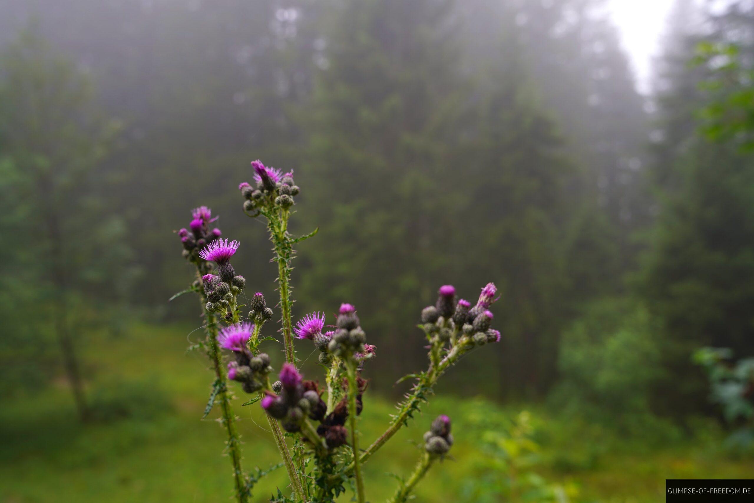 Strauch mit Blueten scaled Strauch mit Blüten