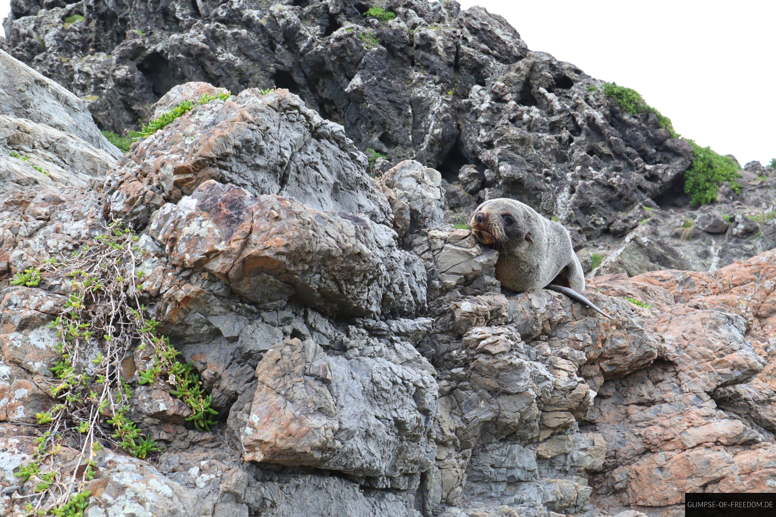 Suesse Pelzrobbe scaled Süße Pelzrobbe