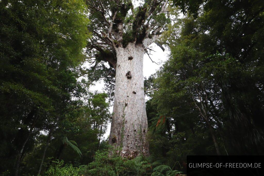 Tane Mahuta Herr des Waldes Tane Mahuta Herr des Waldes