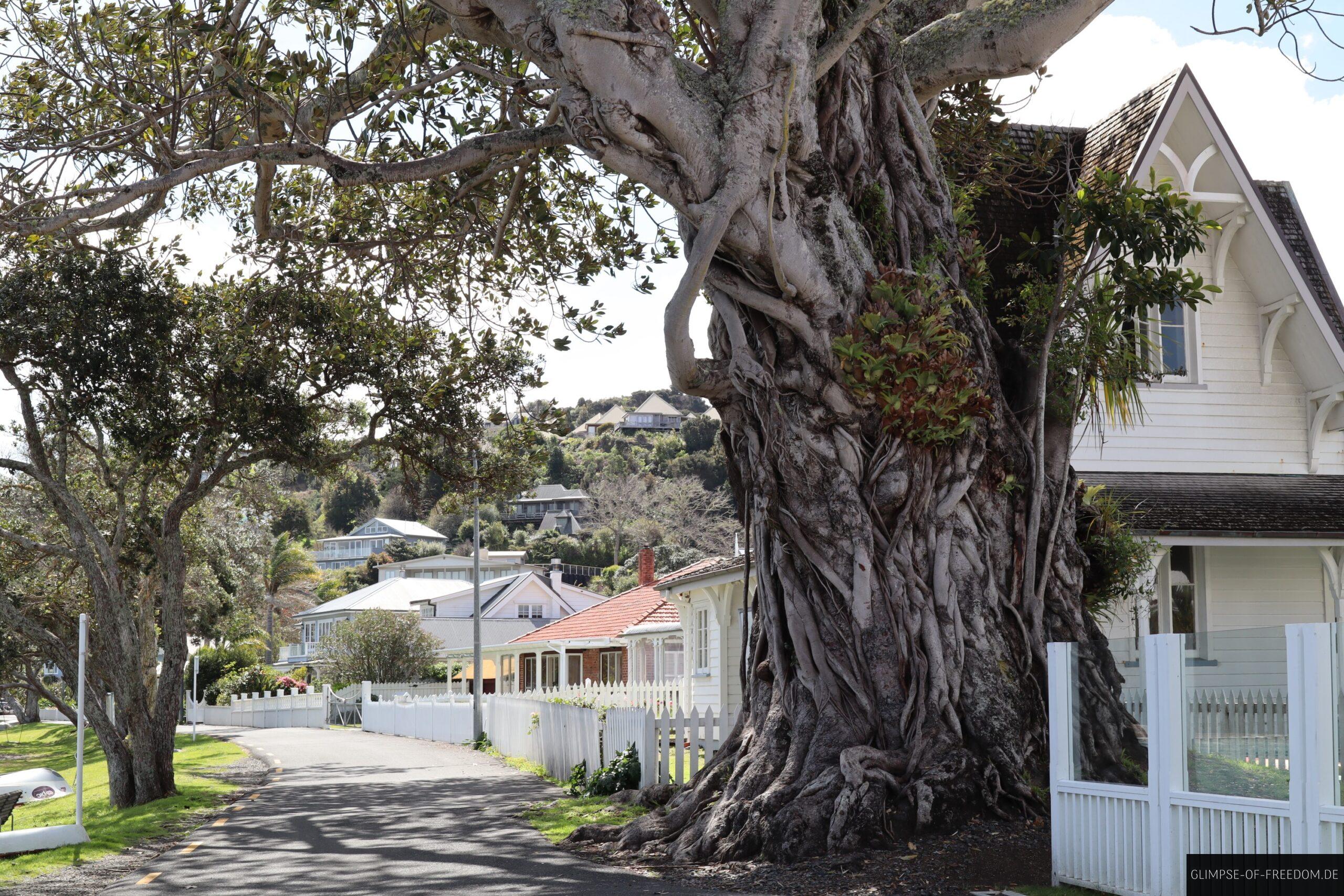 The Morton Bay Fig Tree The policemans home scaled The Morton Bay Fig Tree The policeman's home