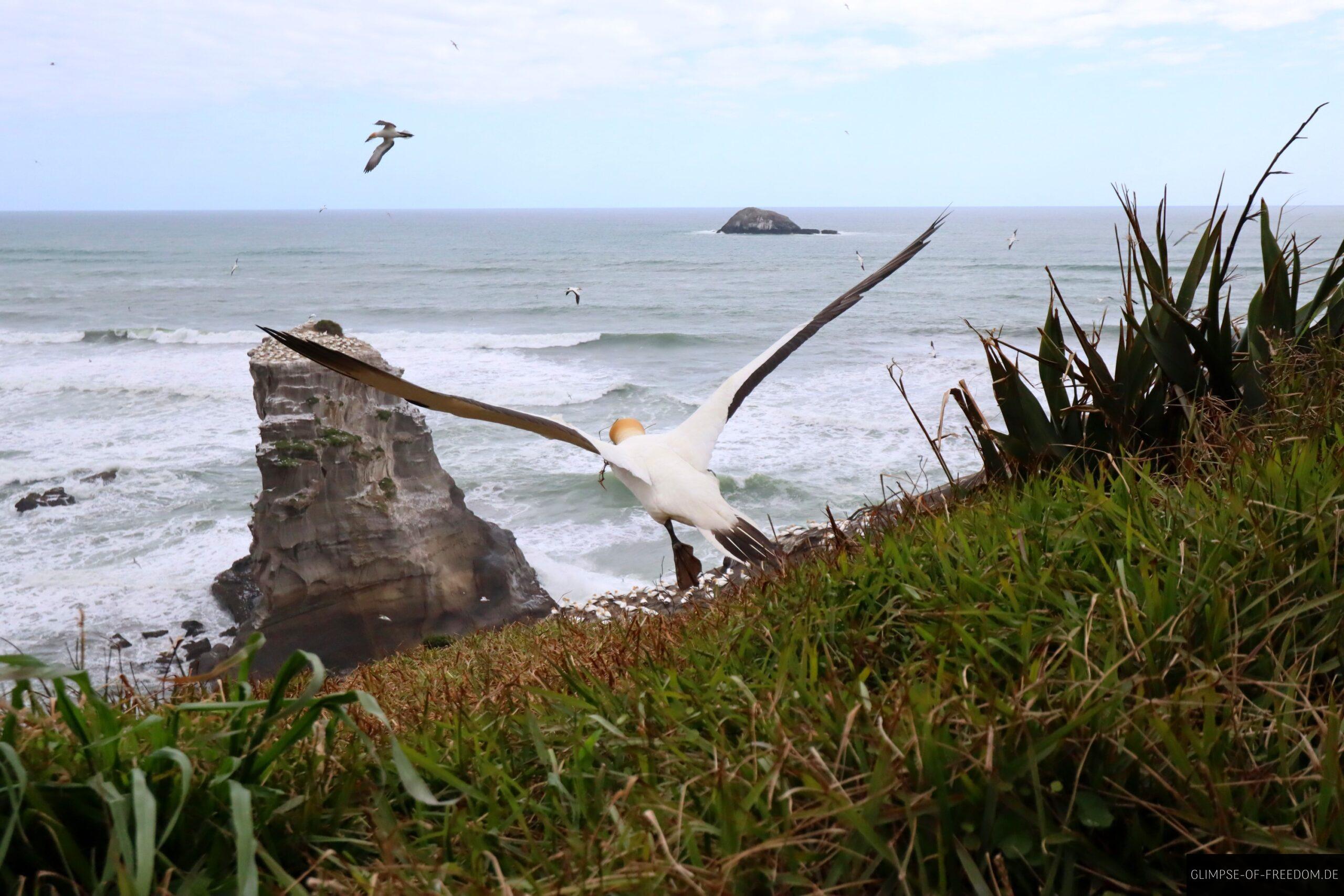Toelpel am Muriwai Beach scaled Tölpel am Muriwai Beach
