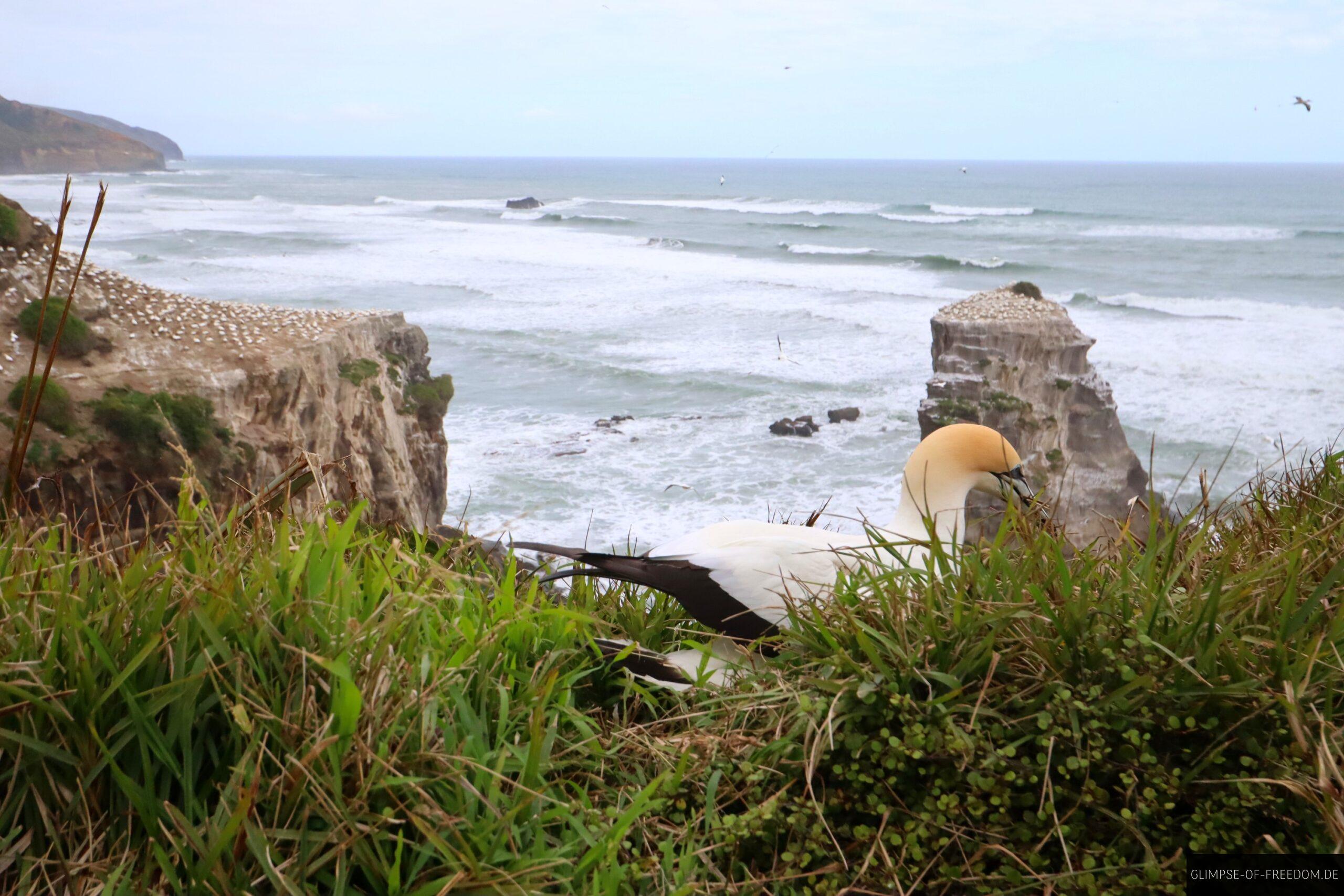 Toelpel direkt am Weg scaled Tölpel direkt am Weg