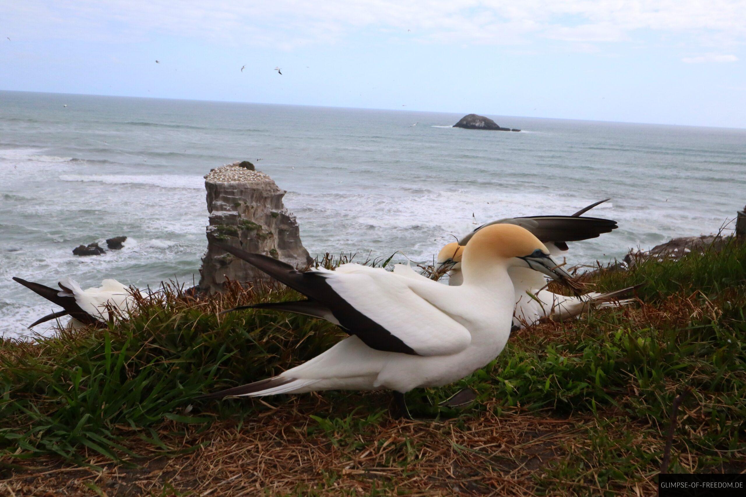 Toelpel scaled Tölpel