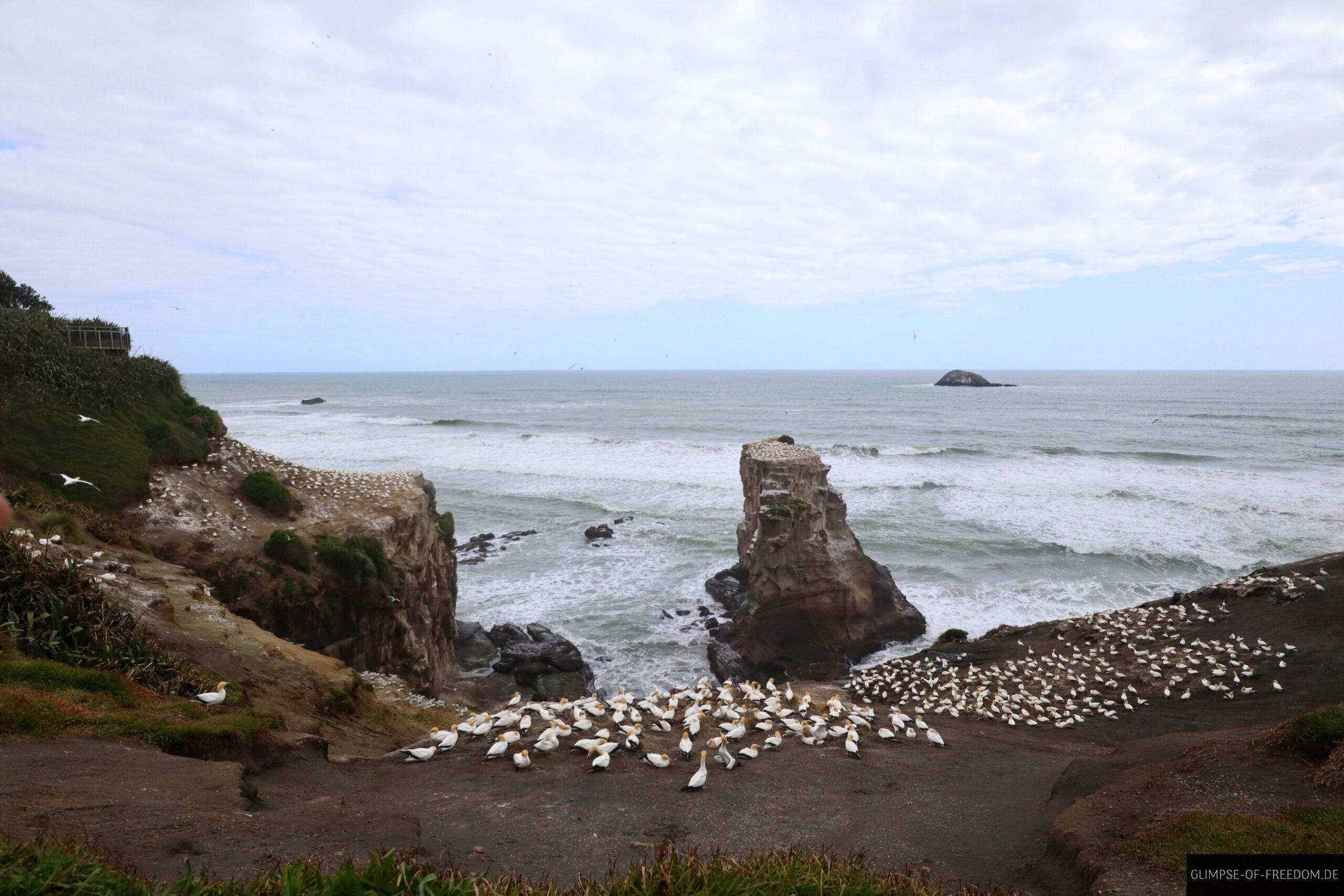 Toelpeoe Kolonie Muriwai Beach scaled Tölpeö Kolonie Muriwai Beach