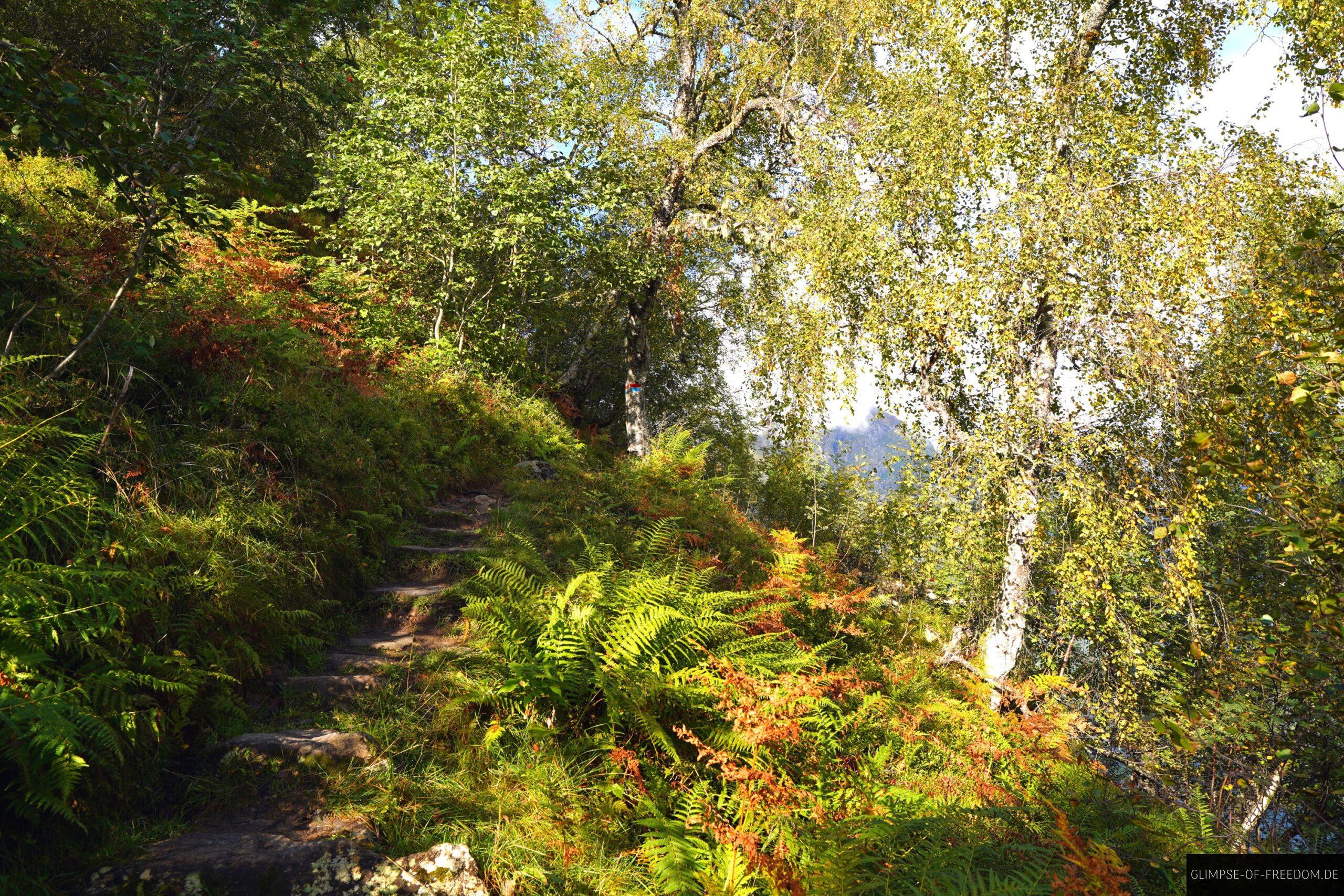 Ueppige Vegetation auf dem Raudmelen Wanderweg scaled Üppige Vegetation auf dem Raudmelen Wanderweg