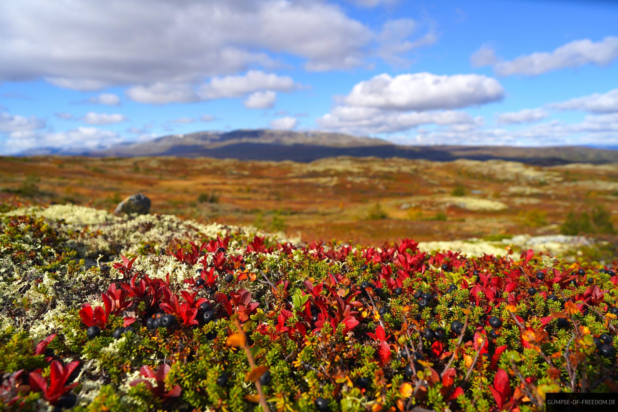 Unbeschreibliche Vegetation im Hardangervidda Naturgebiet scaled Unbeschreibliche Vegetation im Hardangervidda Naturgebiet