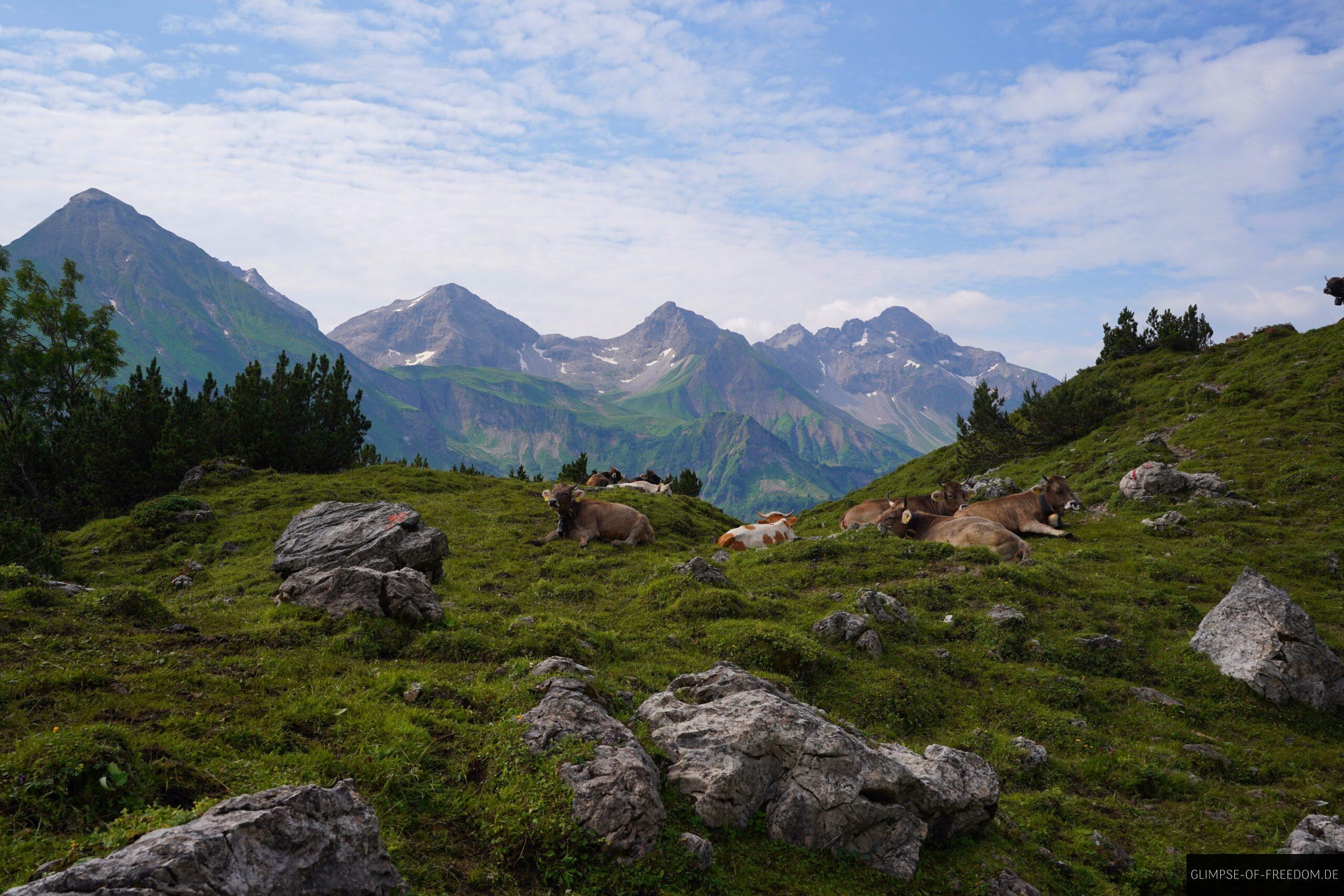 Unglaublich Friedliches Bild mit Kuehen in den Bergen scaled Unglaublich Friedliches Bild mit Kühen in den Bergen
