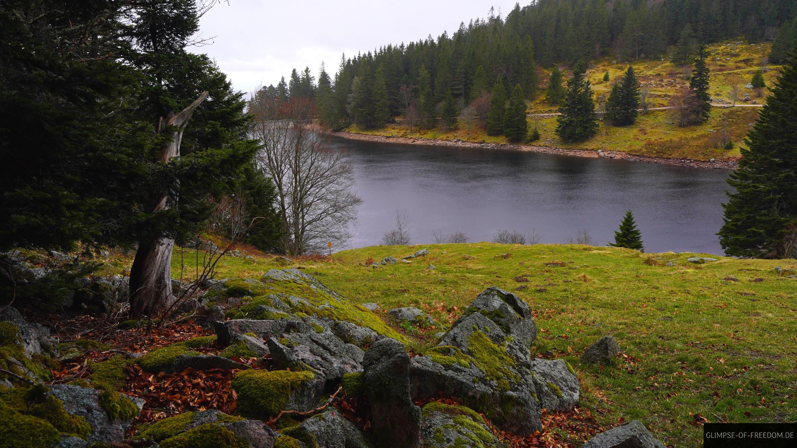 Unterm Baum am Lac de Forlet Unterm Baum am Lac de Forlet