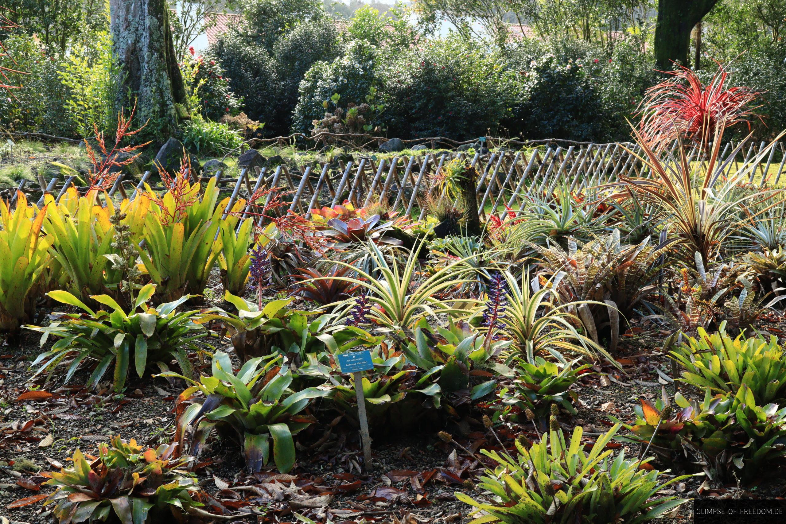 Unterschiedliche kleine Pflanzen scaled Unterschiedliche kleine Pflanzen