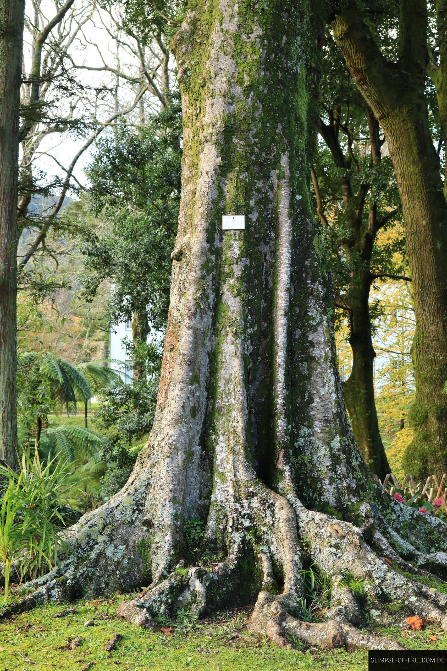 Urlwald Baeume im Park scaled Urwald-Bäume im Park