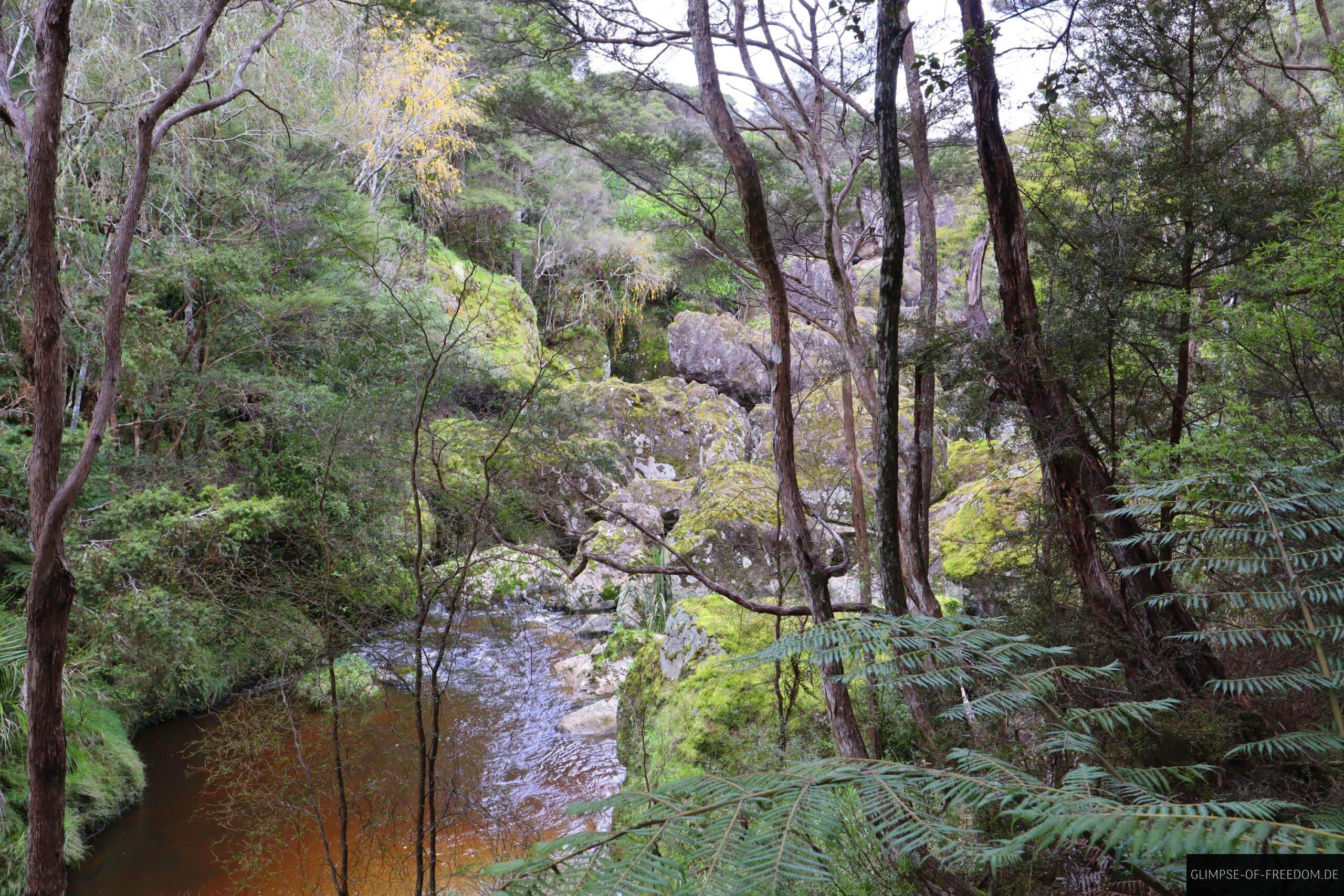 Urwald Vegetation an den Wairere Boulders scaled Urwald Vegetation an den Wairere Boulders