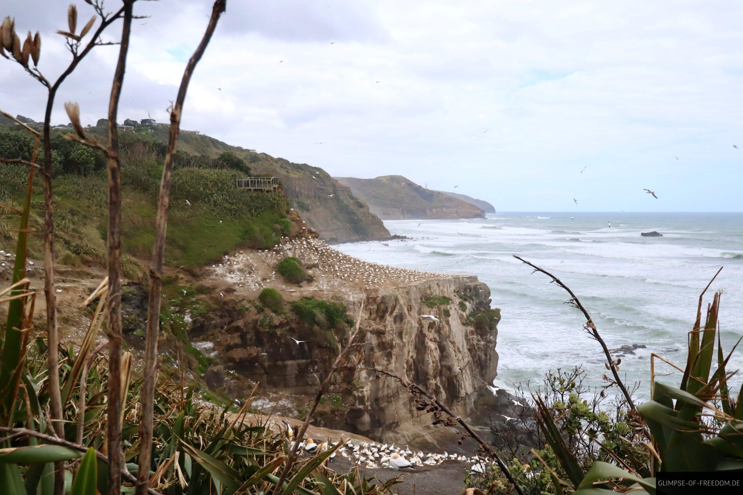Vegetation am Muriwai Beach scaled Vegetation am Muriwai Beach