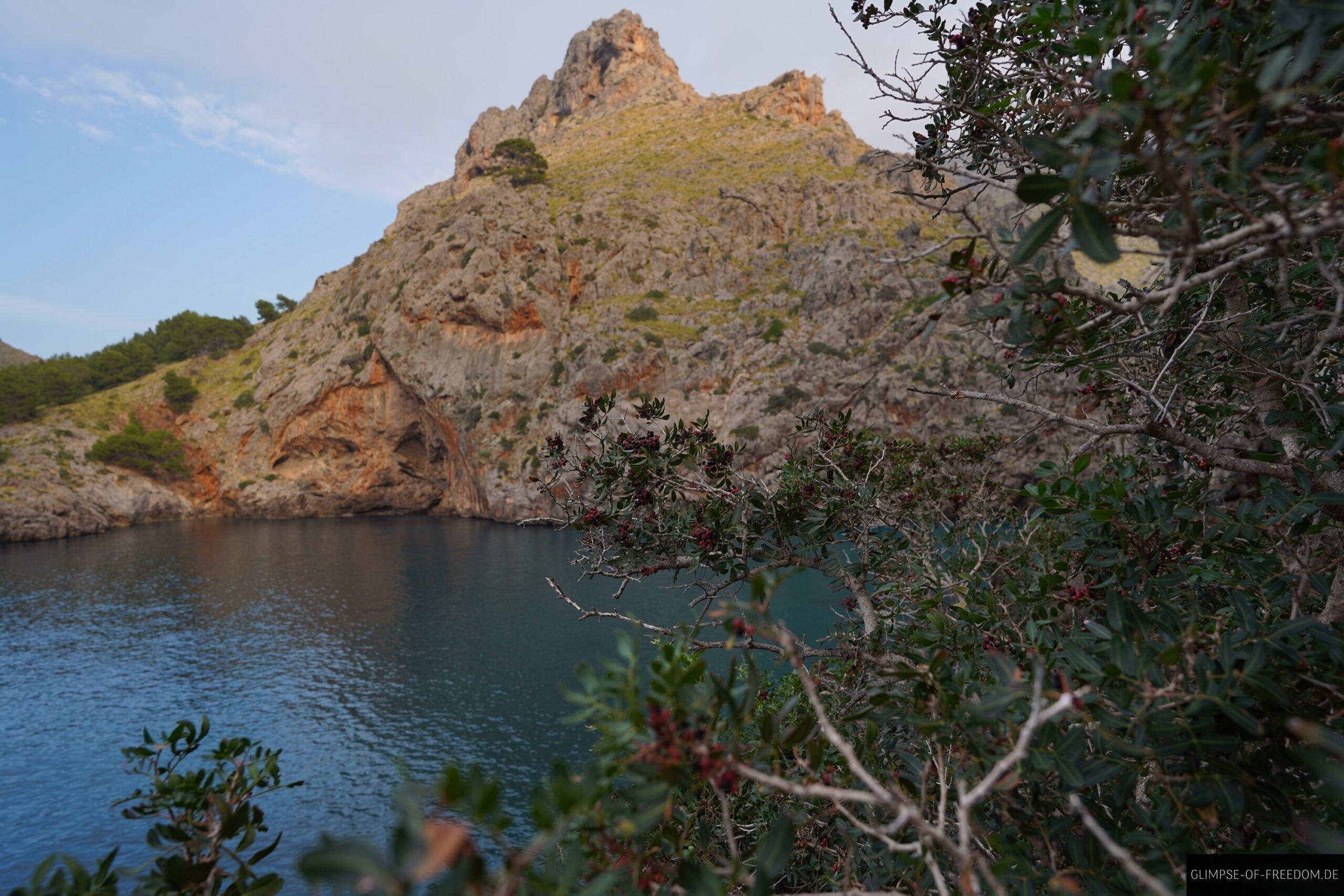 Vegetation am Torrent de Pareis scaled Vegetation am Torrent de Pareis