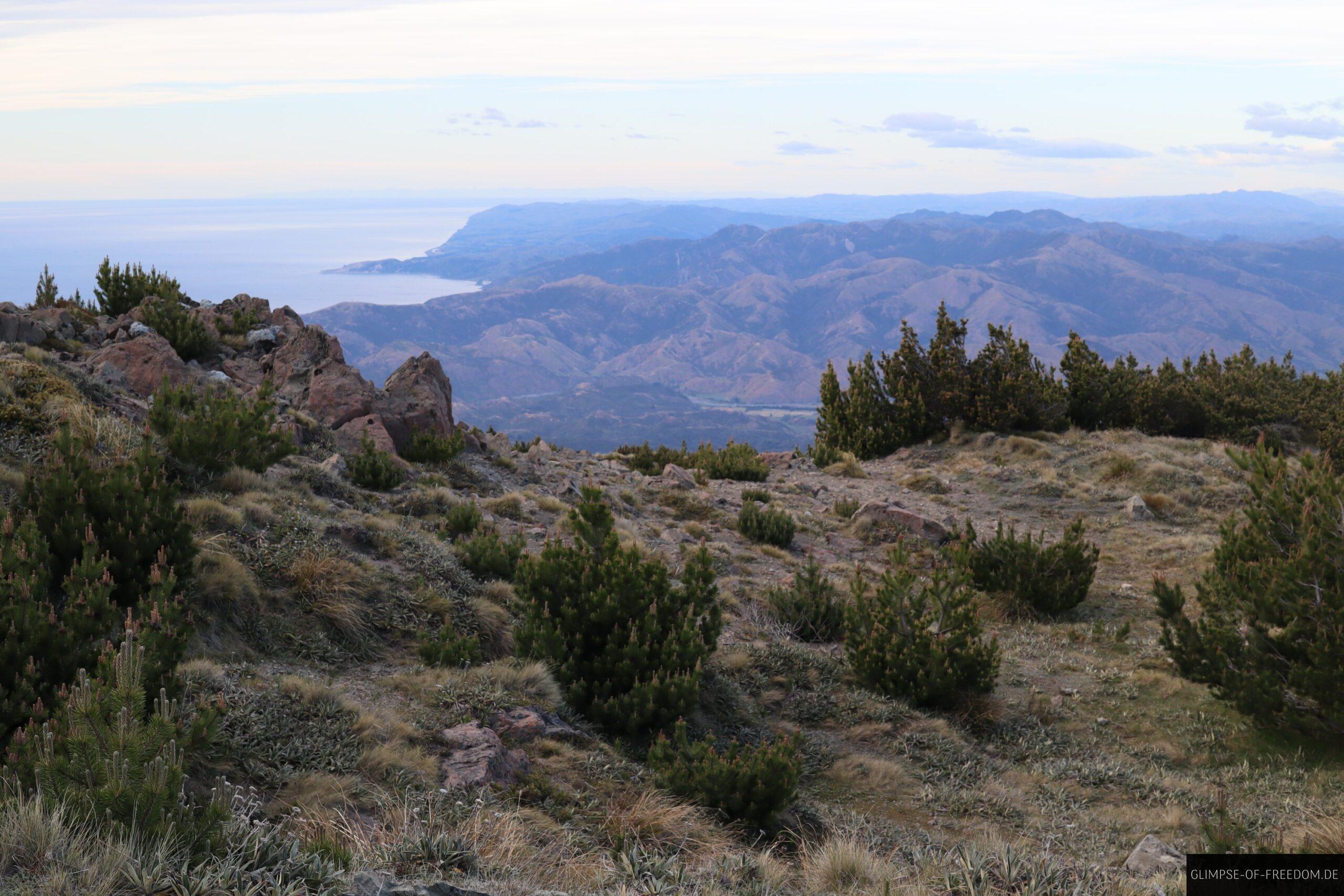 Vegetation nahe des Gipfels des Mount Fyffe scaled Vegetation nahe des Gipfels des Mount Fyffe