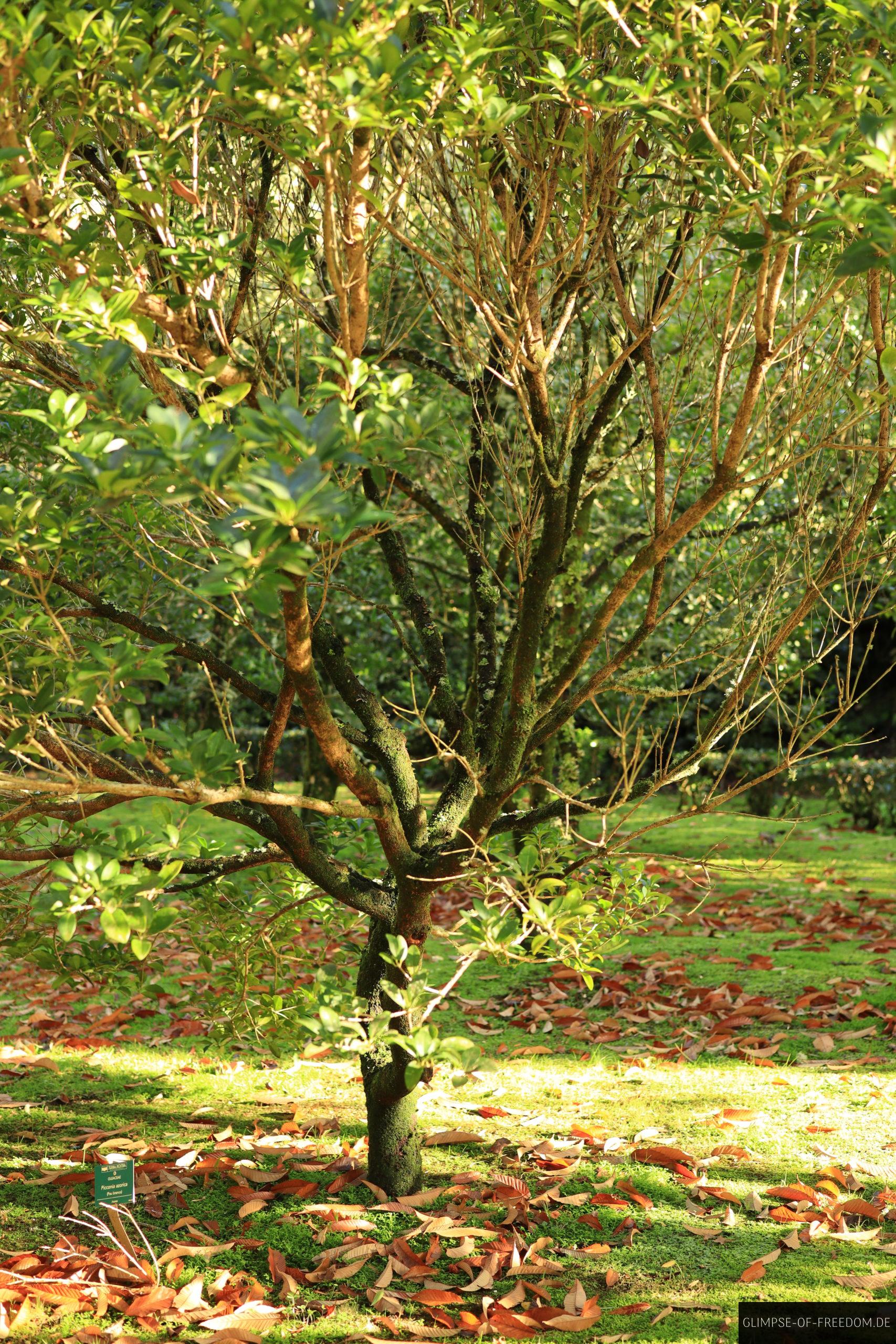 Verschiedene Baumarten auf den Azoren scaled Verschiedene Baumarten auf den Azoren