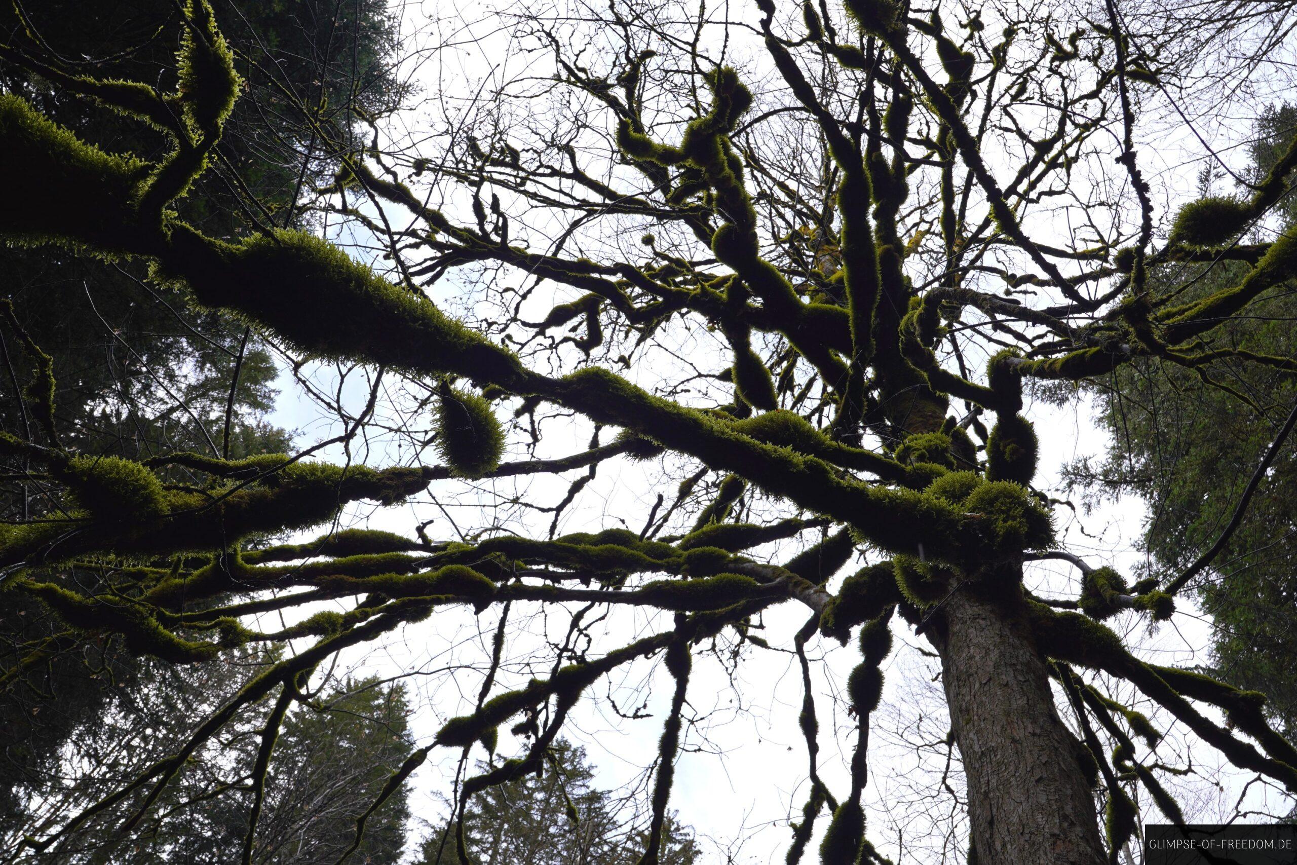 Verzauberte Baeume scaled Verzauberte Bäume