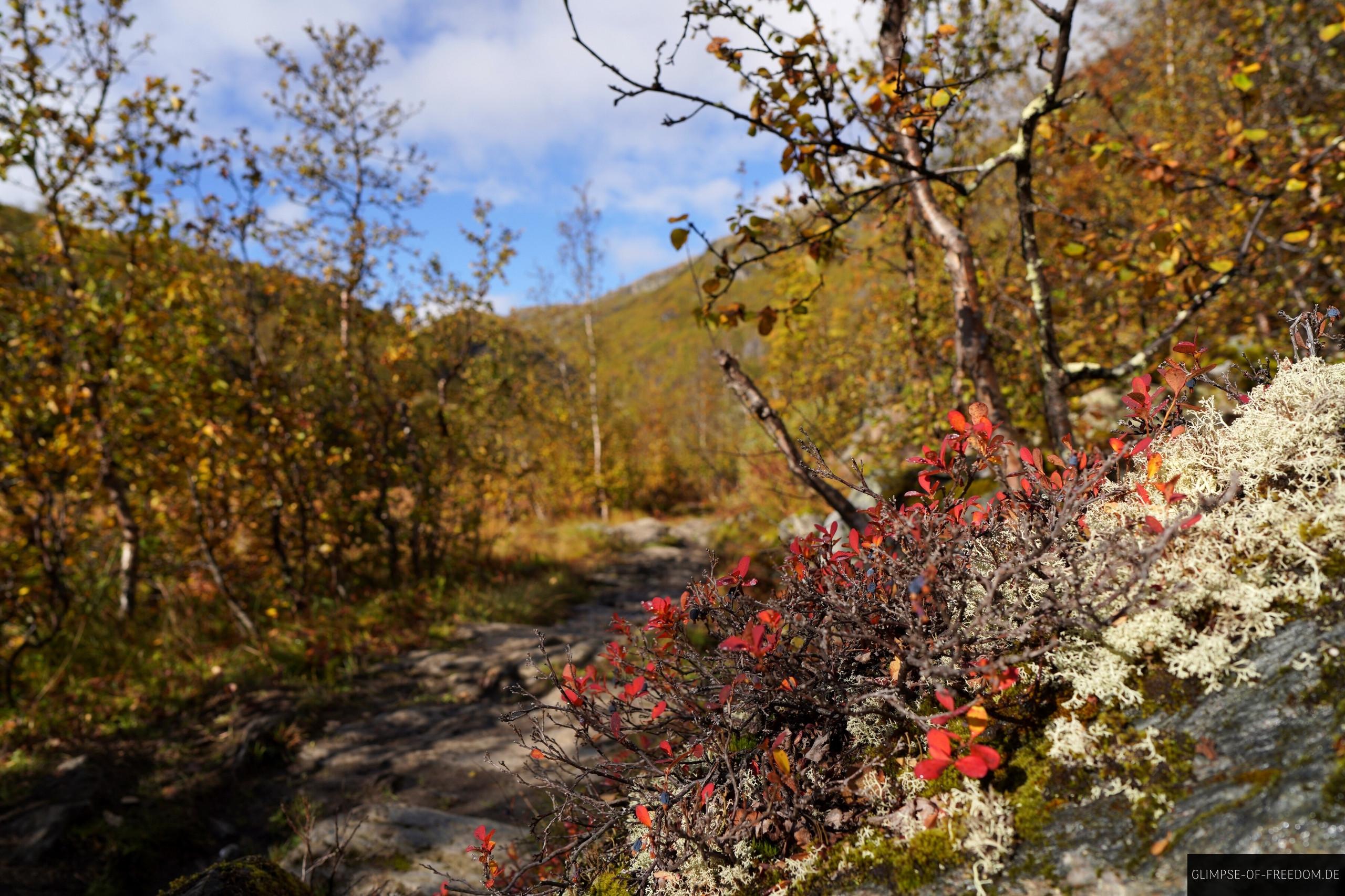 Vielfaeltige Pflanzenwelt im Aurlandsdalen Norwegen Vielfältige Pflanzenwelt im Aurlandsdalen Norwegen