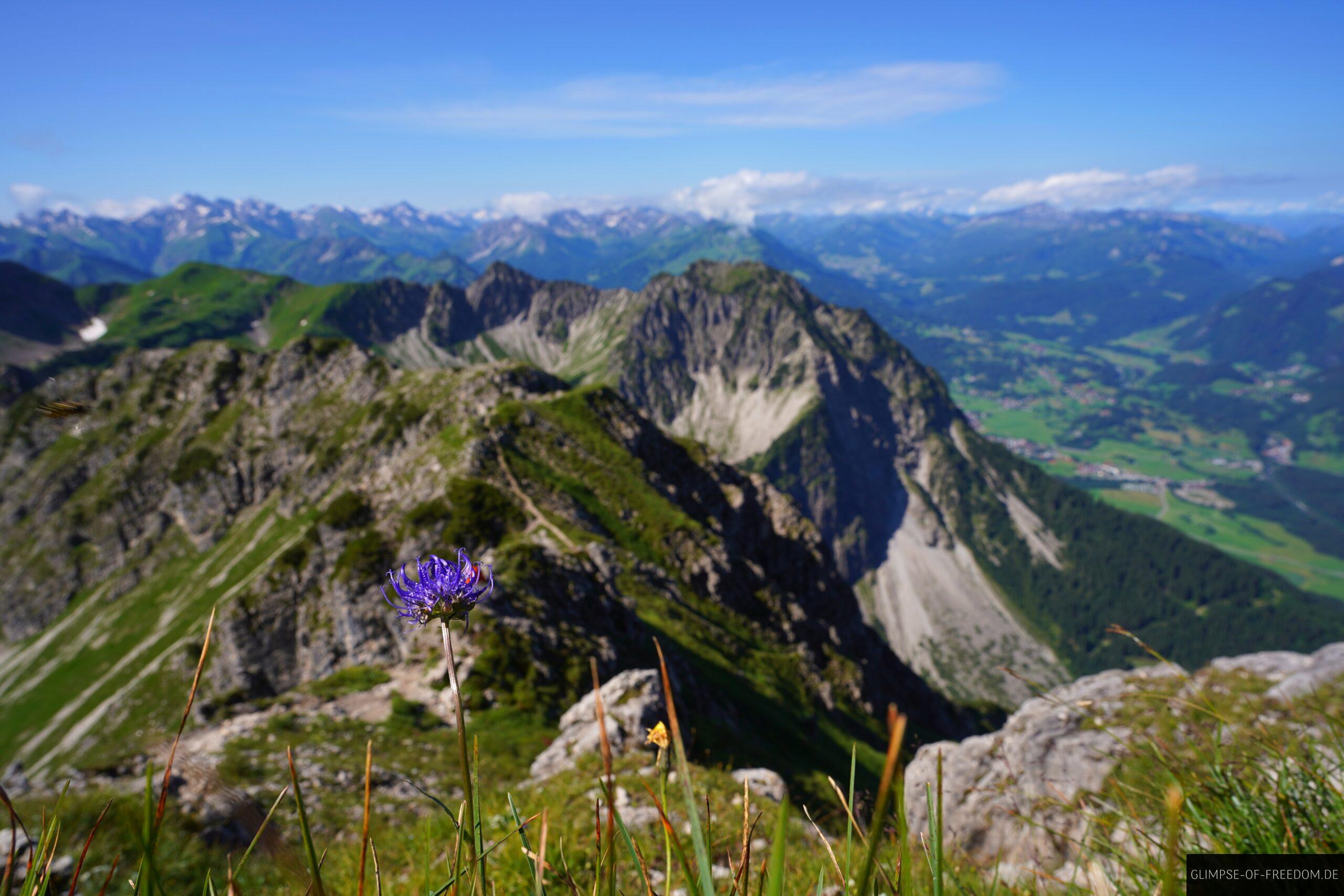 Violette Bergblume scaled Violette Bergblume