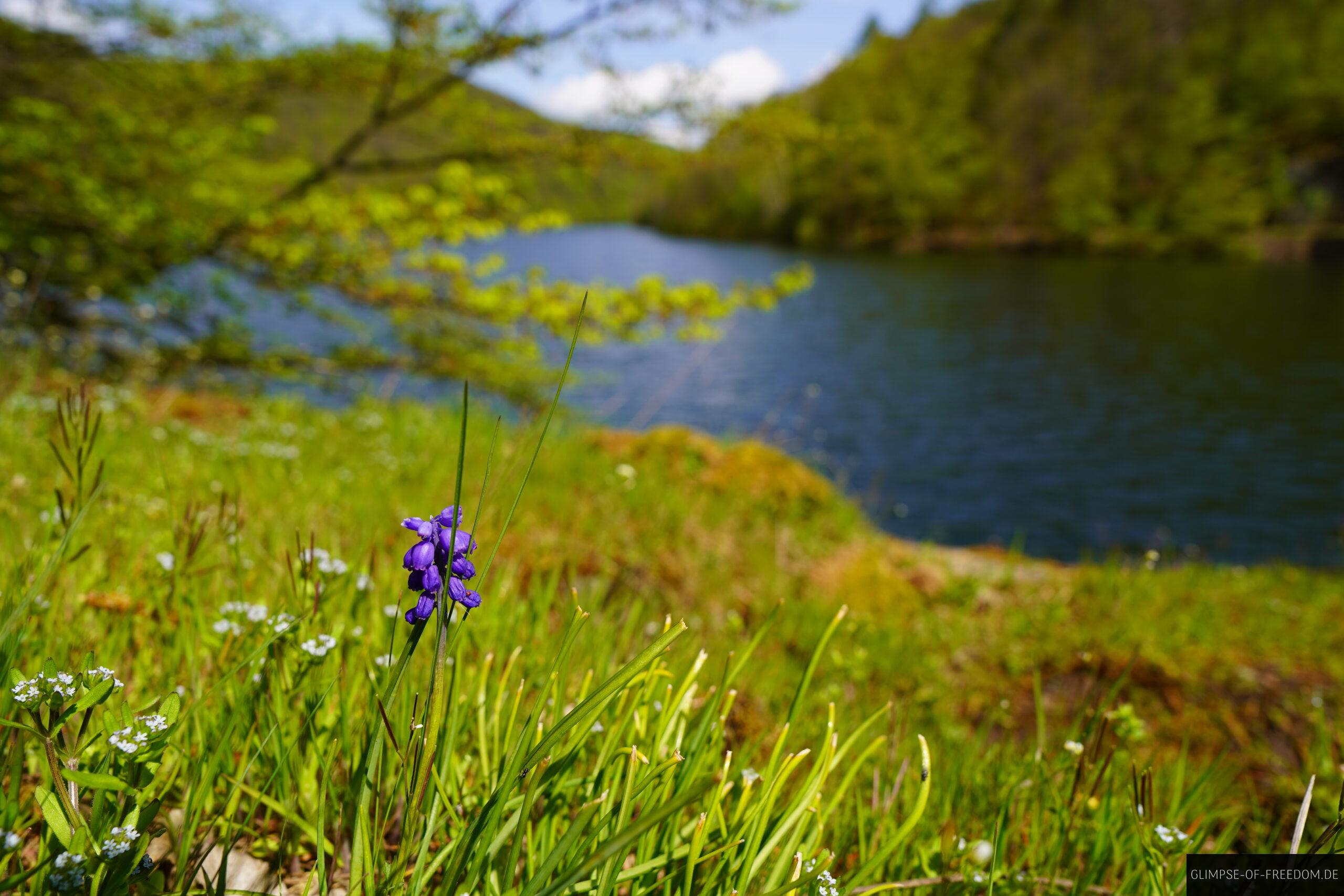 Violette Blume am Edersee scaled Violette Blume am Edersee