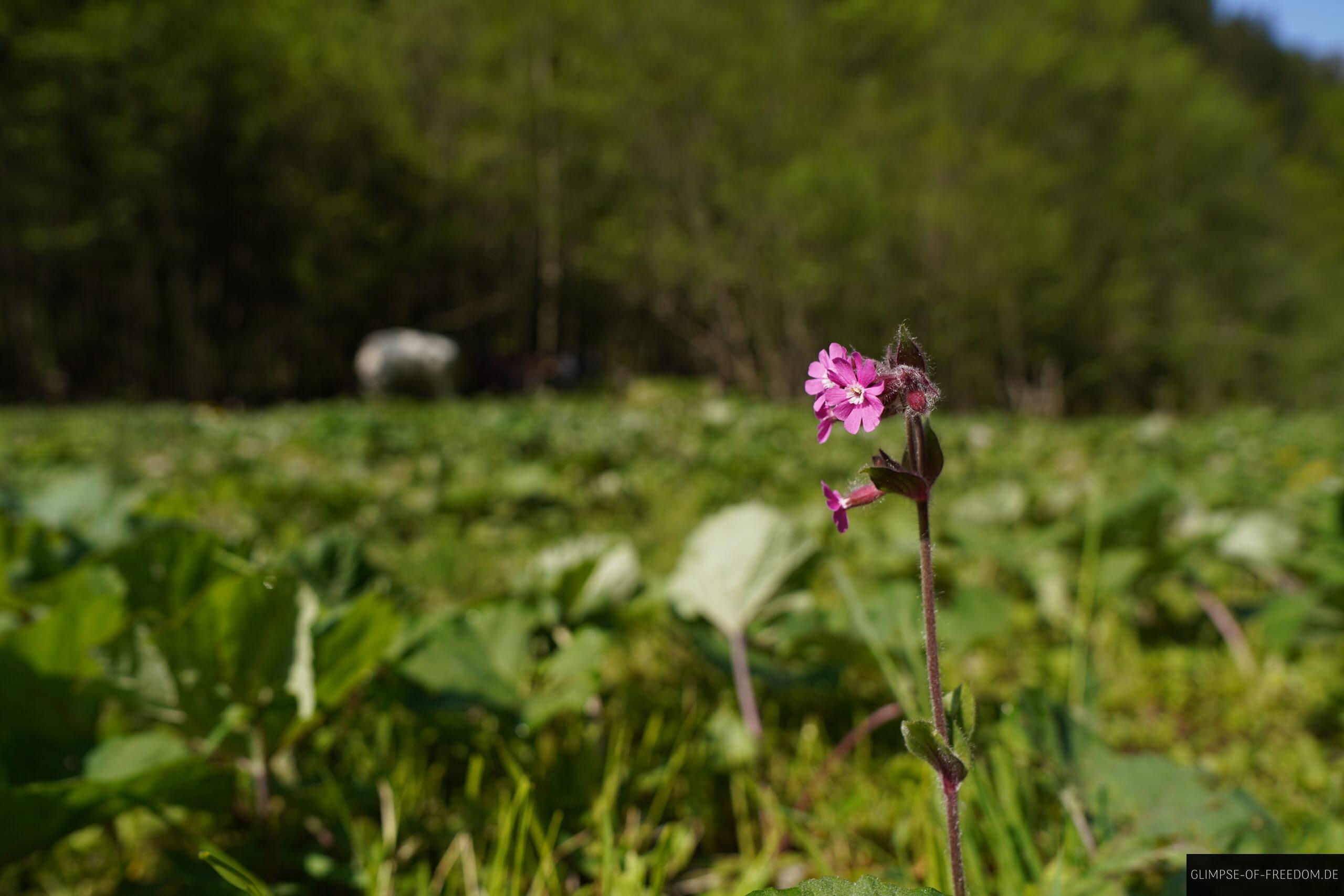 Violette Blume am Kegelkopf scaled Violette Blume am Kegelkopf