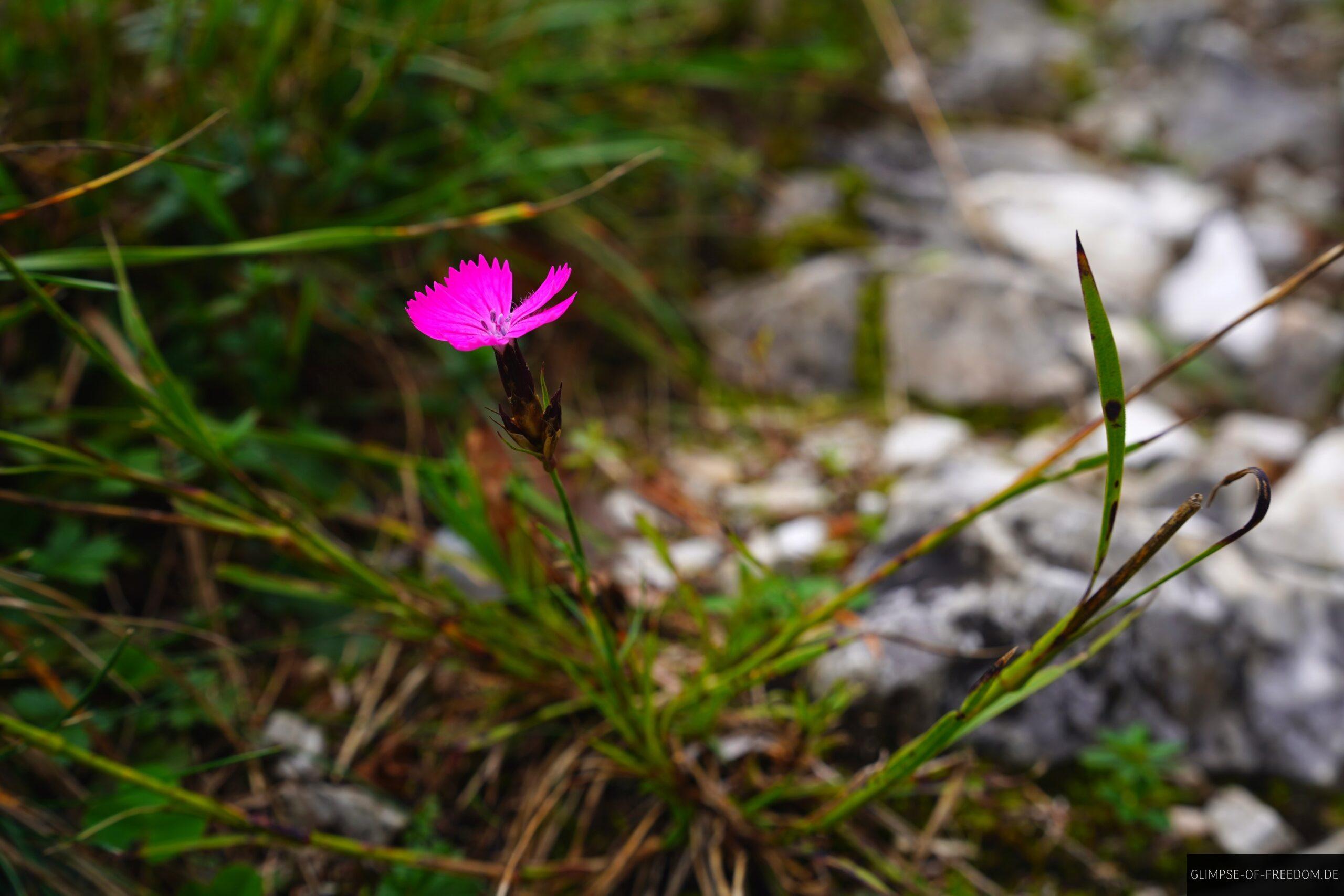 Violette Blume an der Donau scaled Violette Blume an der Donau