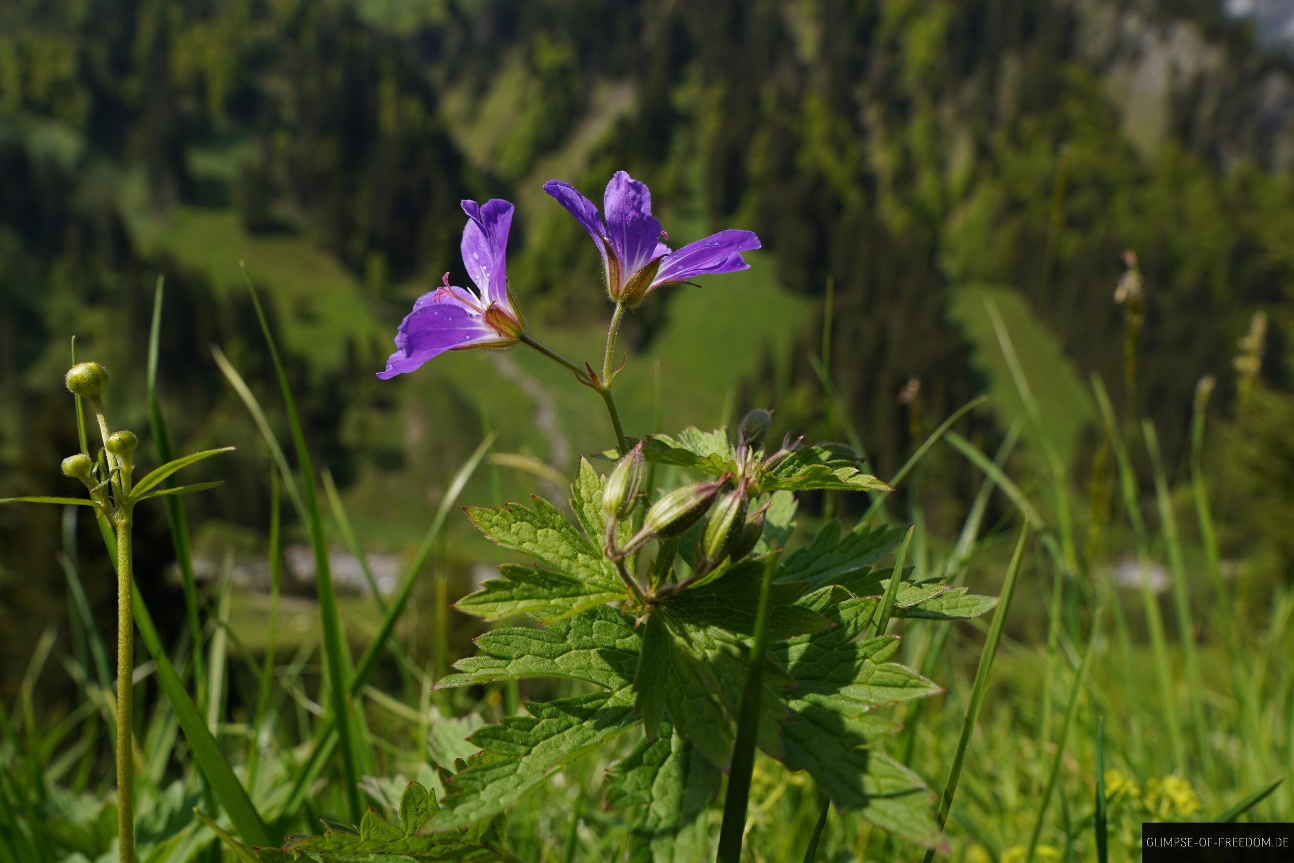 Violette Blume an der Traufbergalpe scaled Violette Blume an der Traufbergalpe