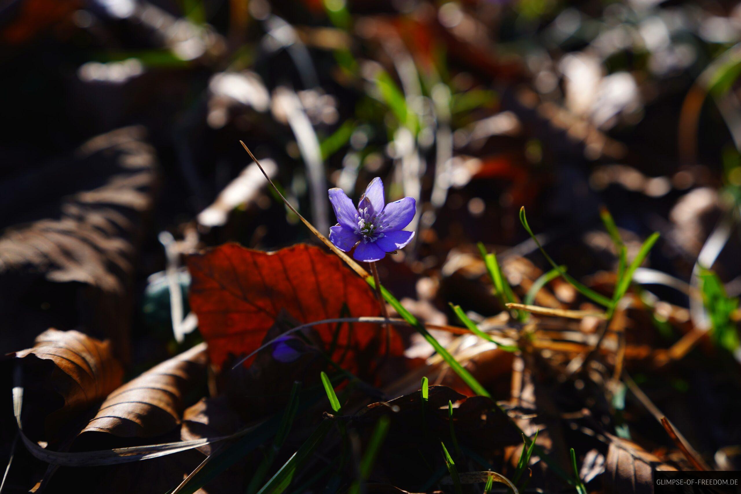 Violette Blume im Laub scaled Violette Blume im Laub
